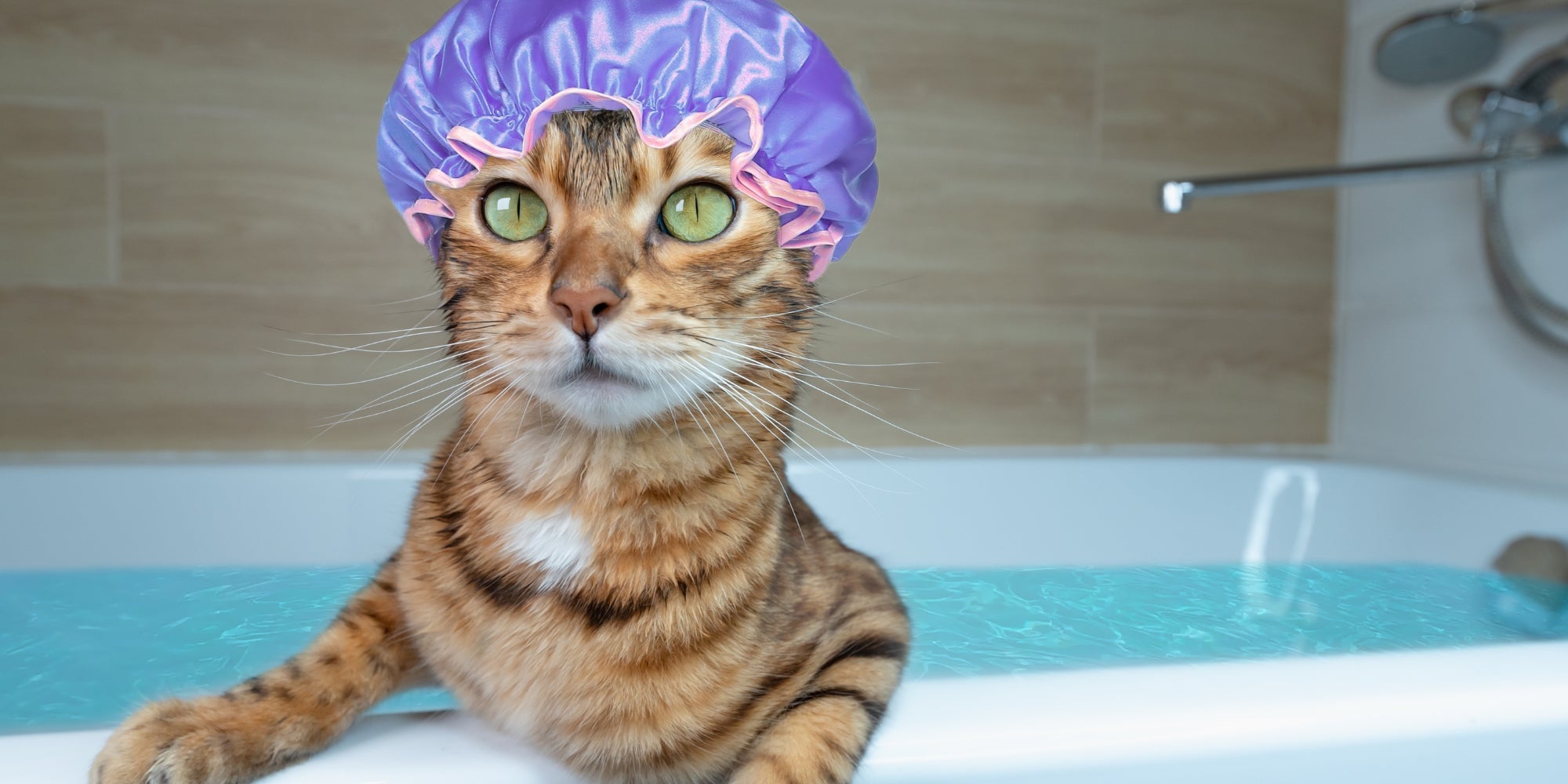 Divertido gato doméstico con gorro sentado en una bañera