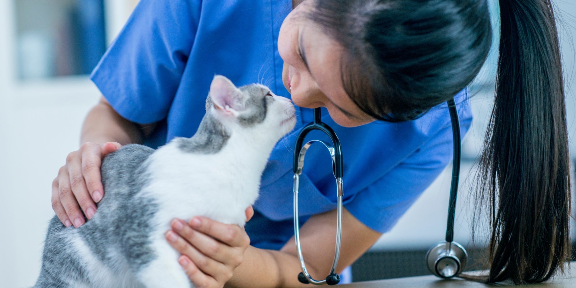 Veterinario con un gato