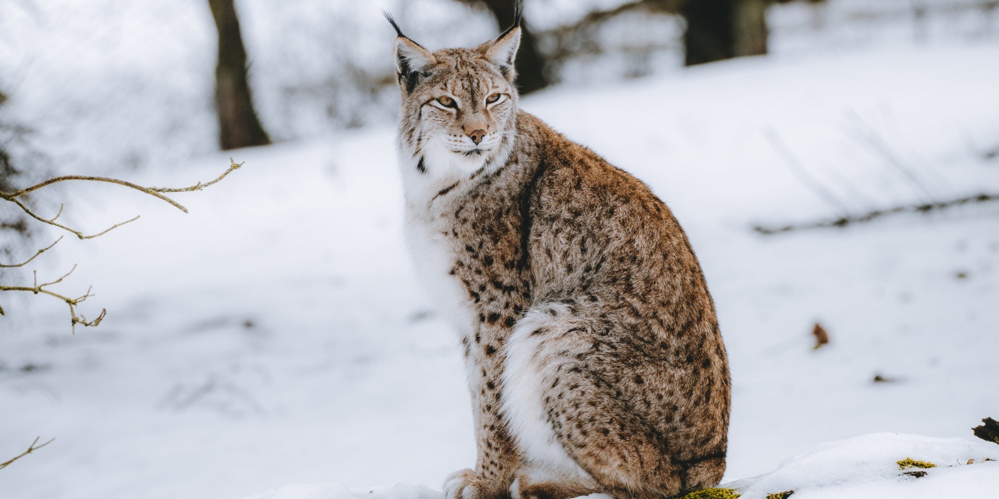 Lince esponjoso sentado en la nieve