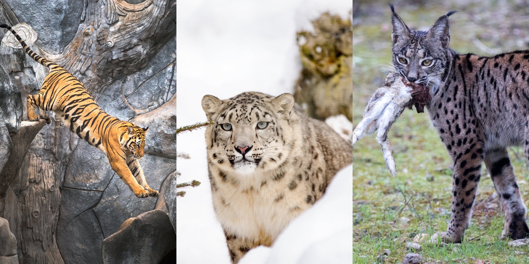 tigre asiático, leopardo de las nieves, lince ibérico