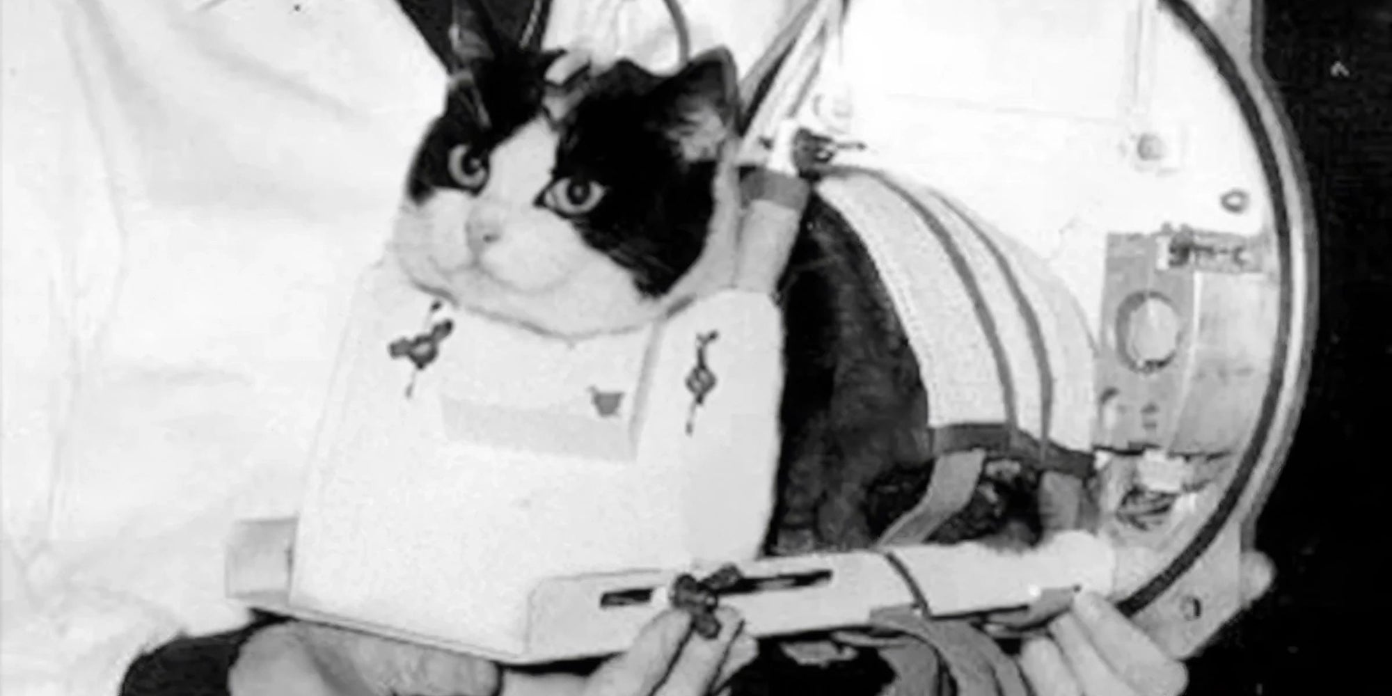 Félicette, el primer gato que viajó al espacio... y volvió