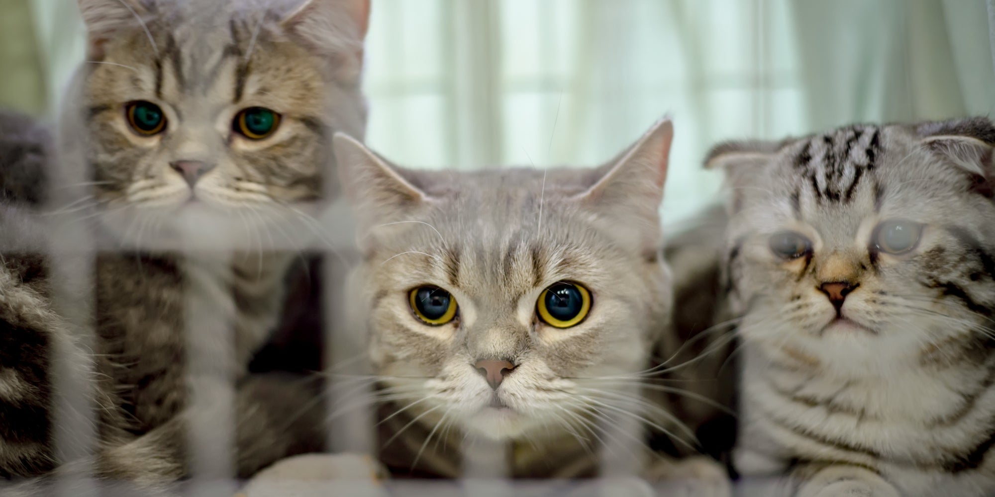 gatitos en un refugio de animales