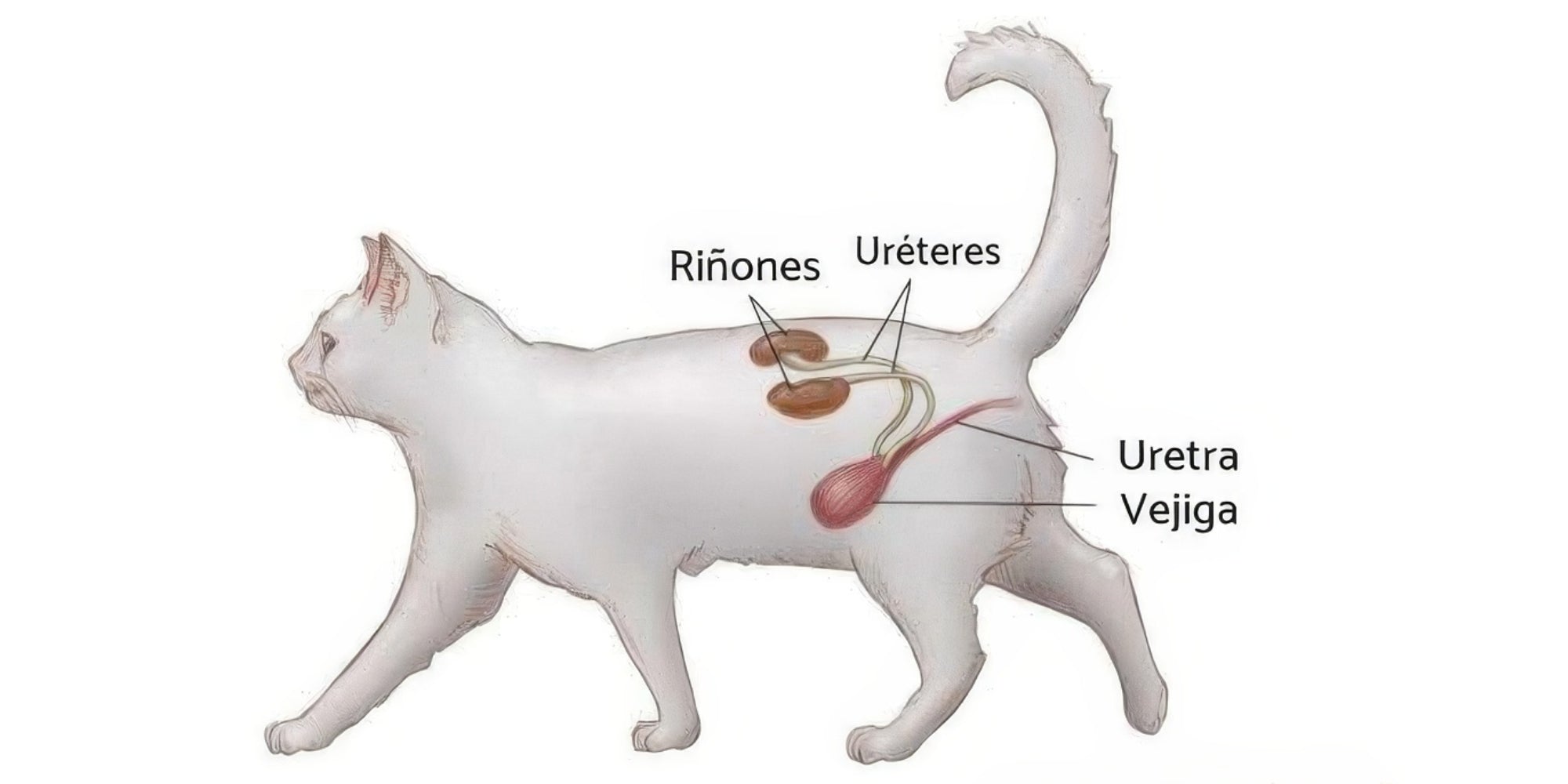 síntomas de enfermedad renal en gatos