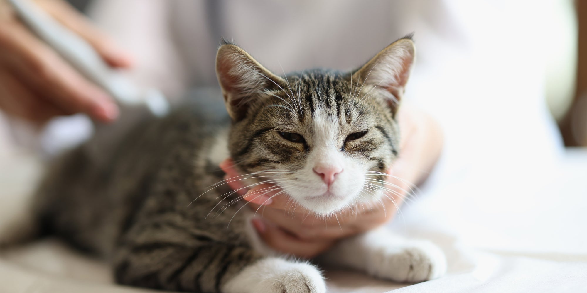 Un veterinario examina por ultrasonidos los riñones de un gato peludo