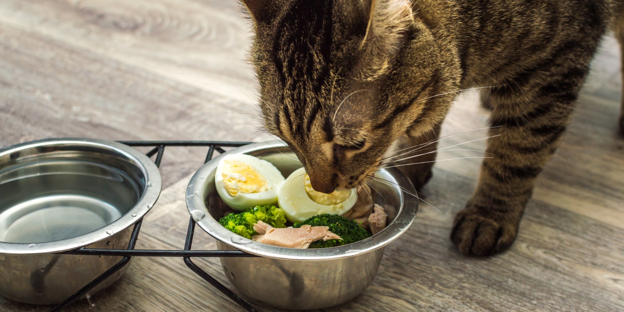 Gato hambriento come comida fresca y natural. Concepto de comida y dieta para gatos