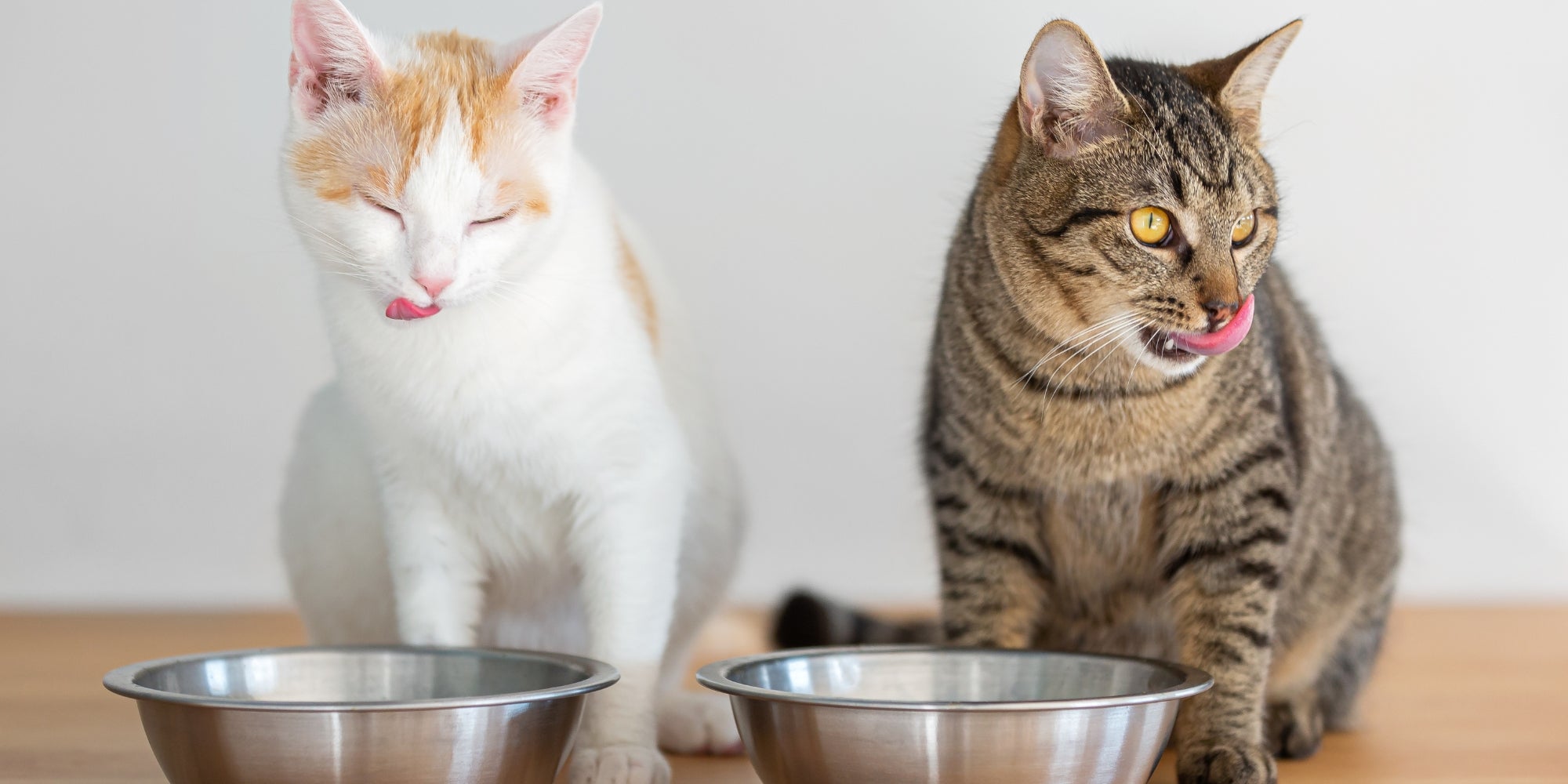 Dos gatos domésticos comiendo