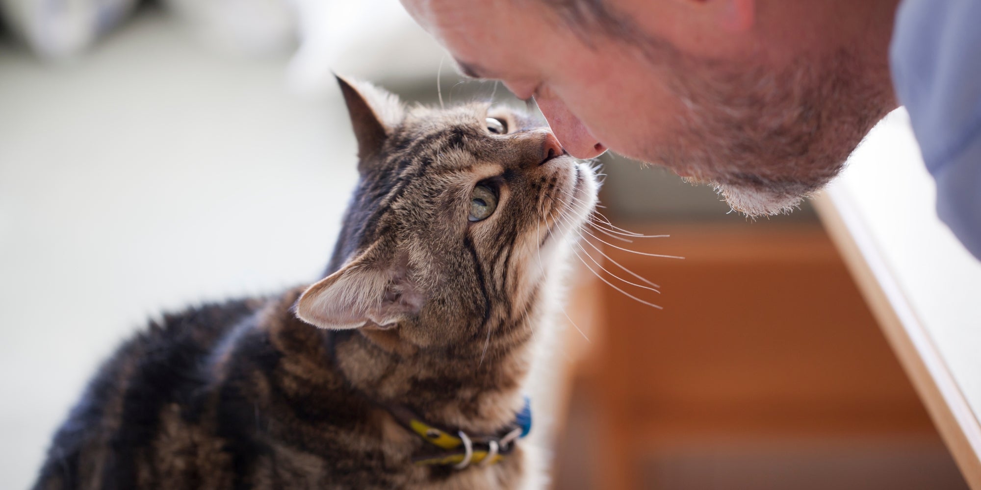 hombre y gato viejo: amor verdadero