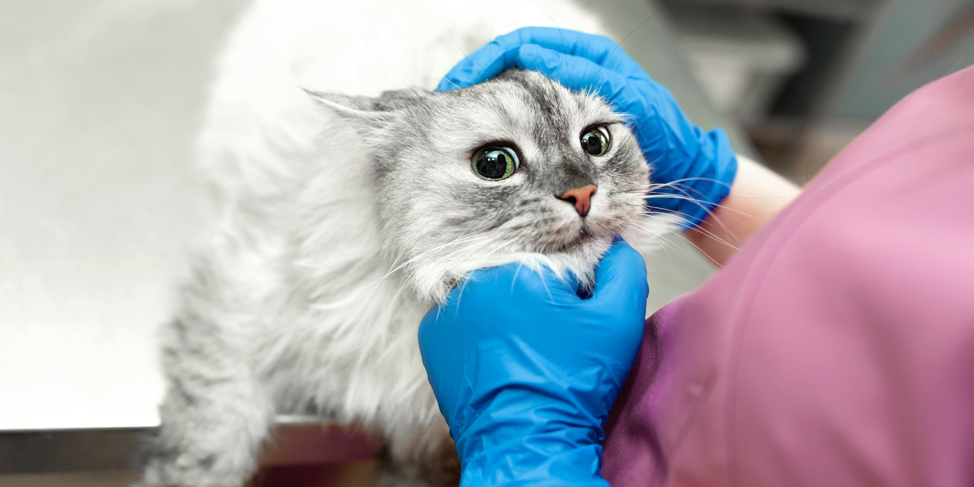 Gato asustado en el veterinario