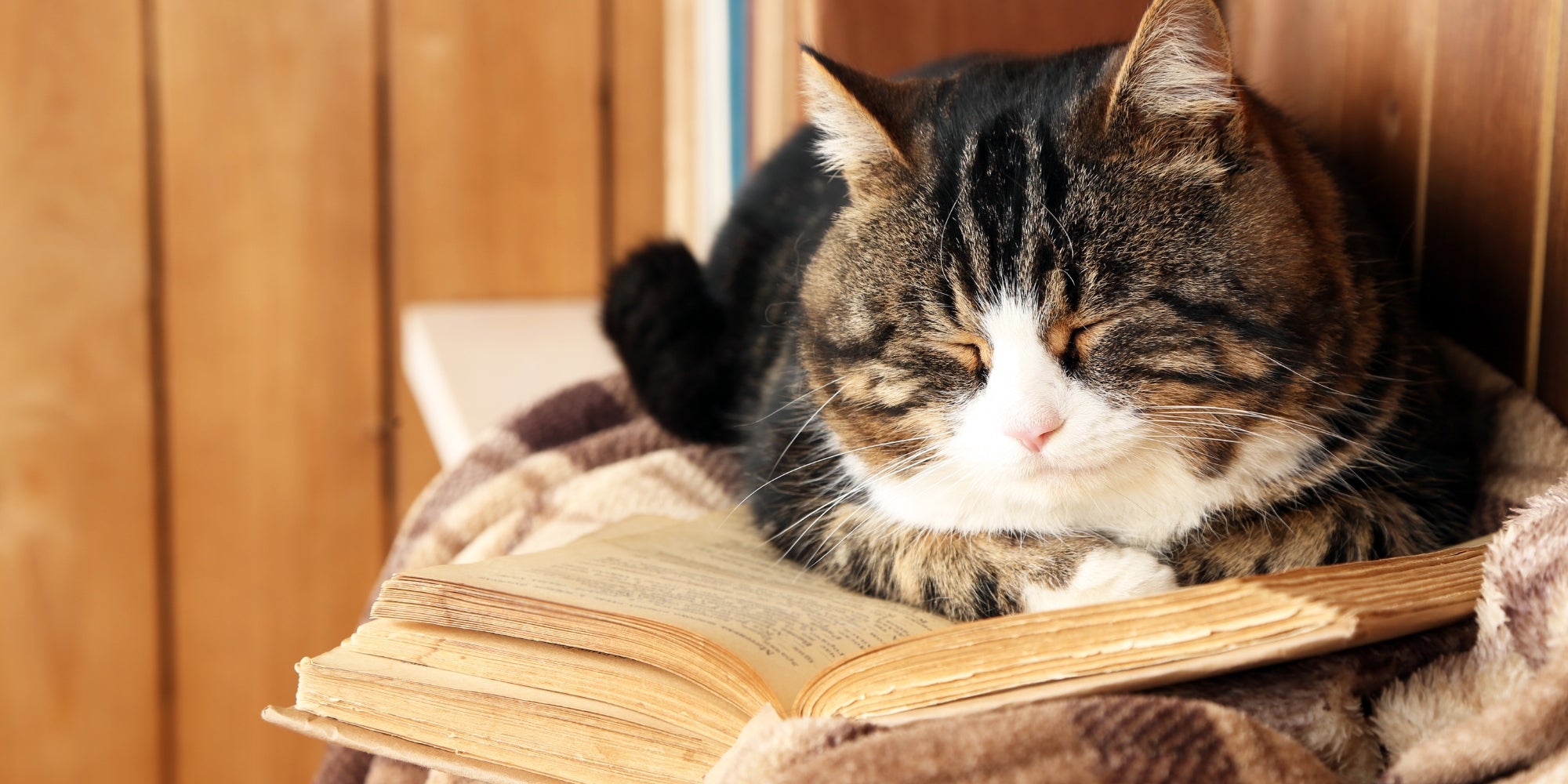 gato viejo durmiendo sobre libro viejo y manta escocesa