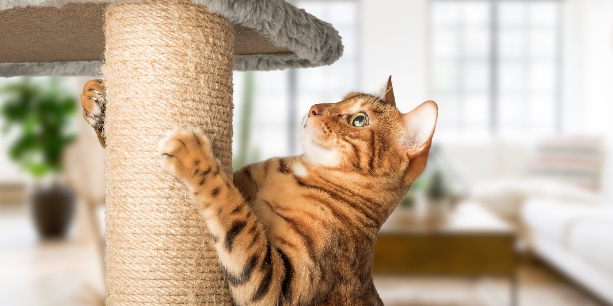 Un gato pelirrojo con un poste para gatos: un rascador contra el bac