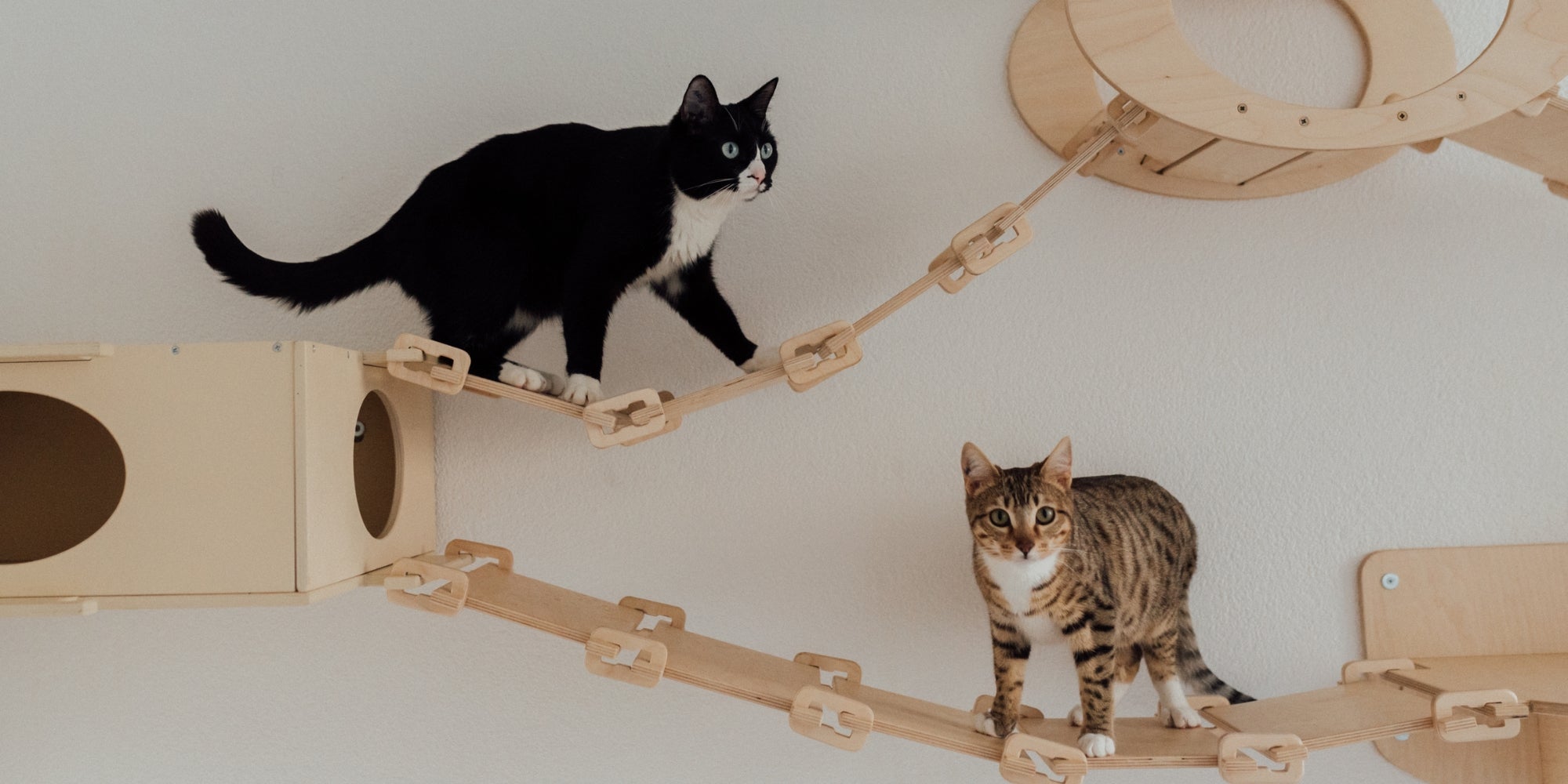 Gatos jugando en su casita de madera montada en la pared