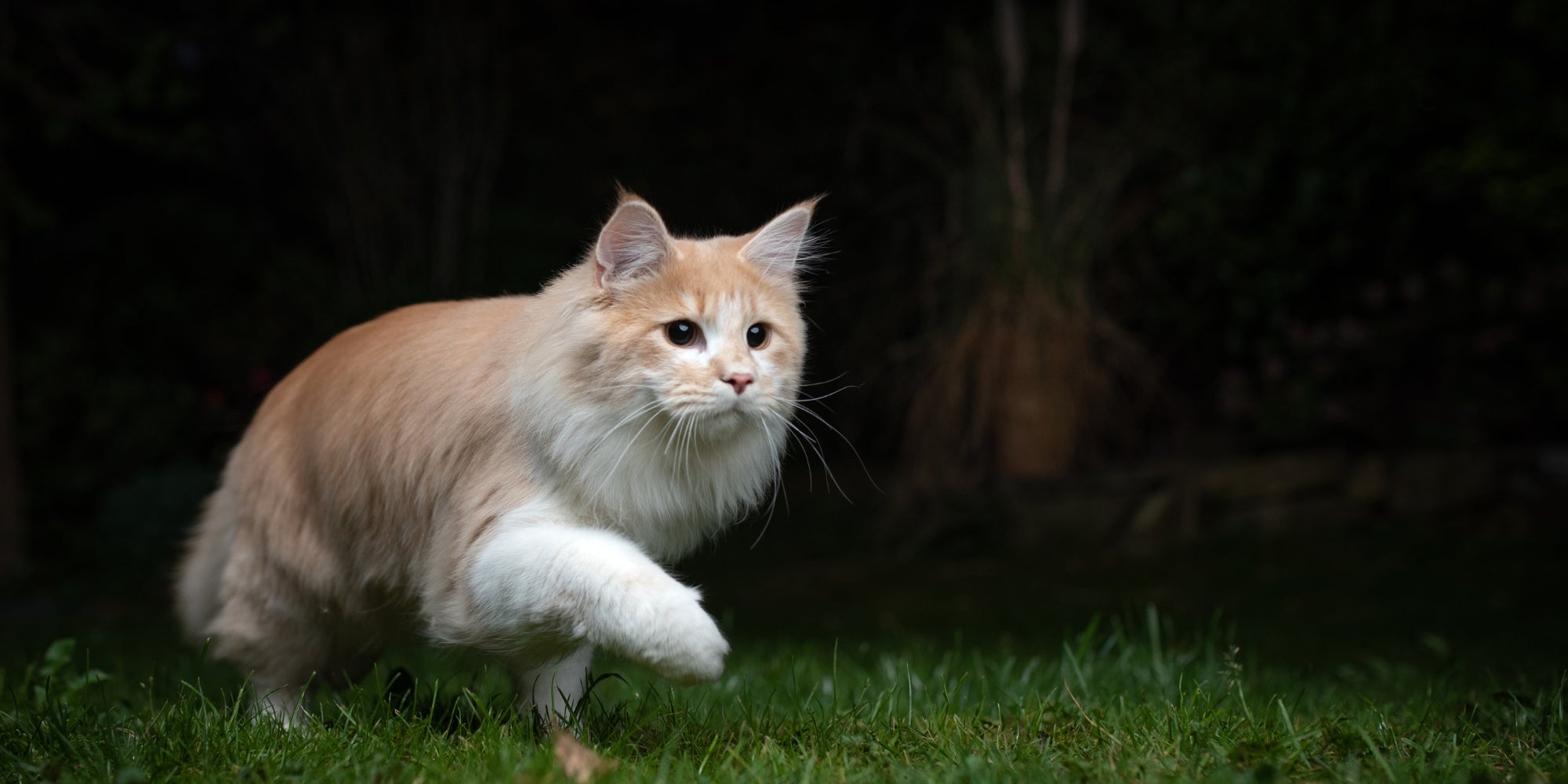 caza nocturna de gatos