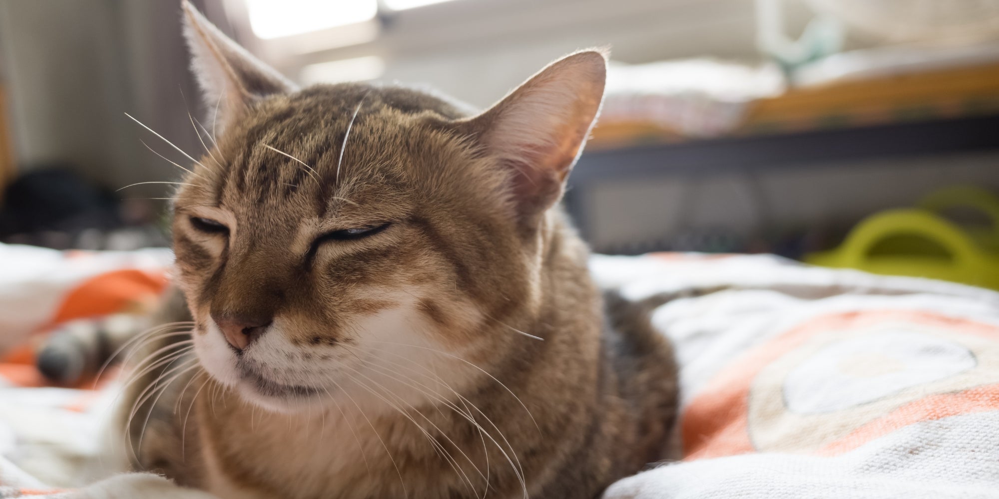 Gato descansando sobre una manta