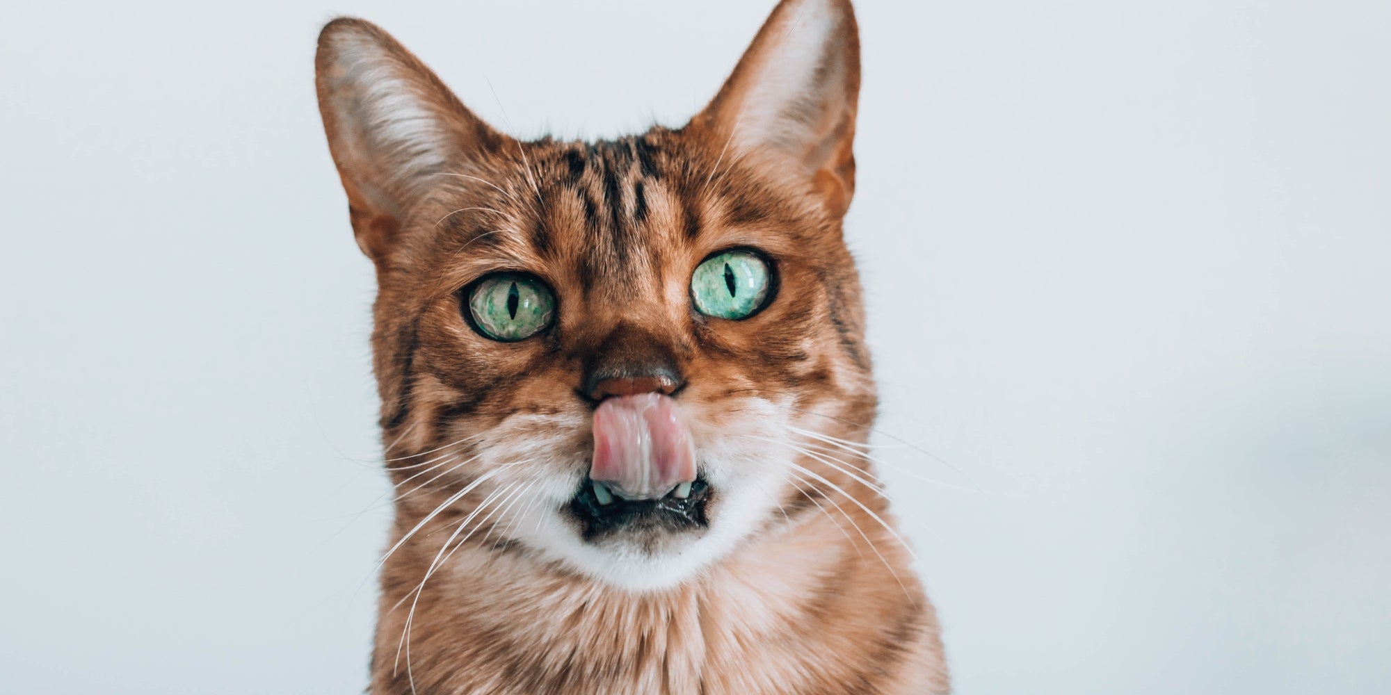 Retrato de gato atigrado marrón