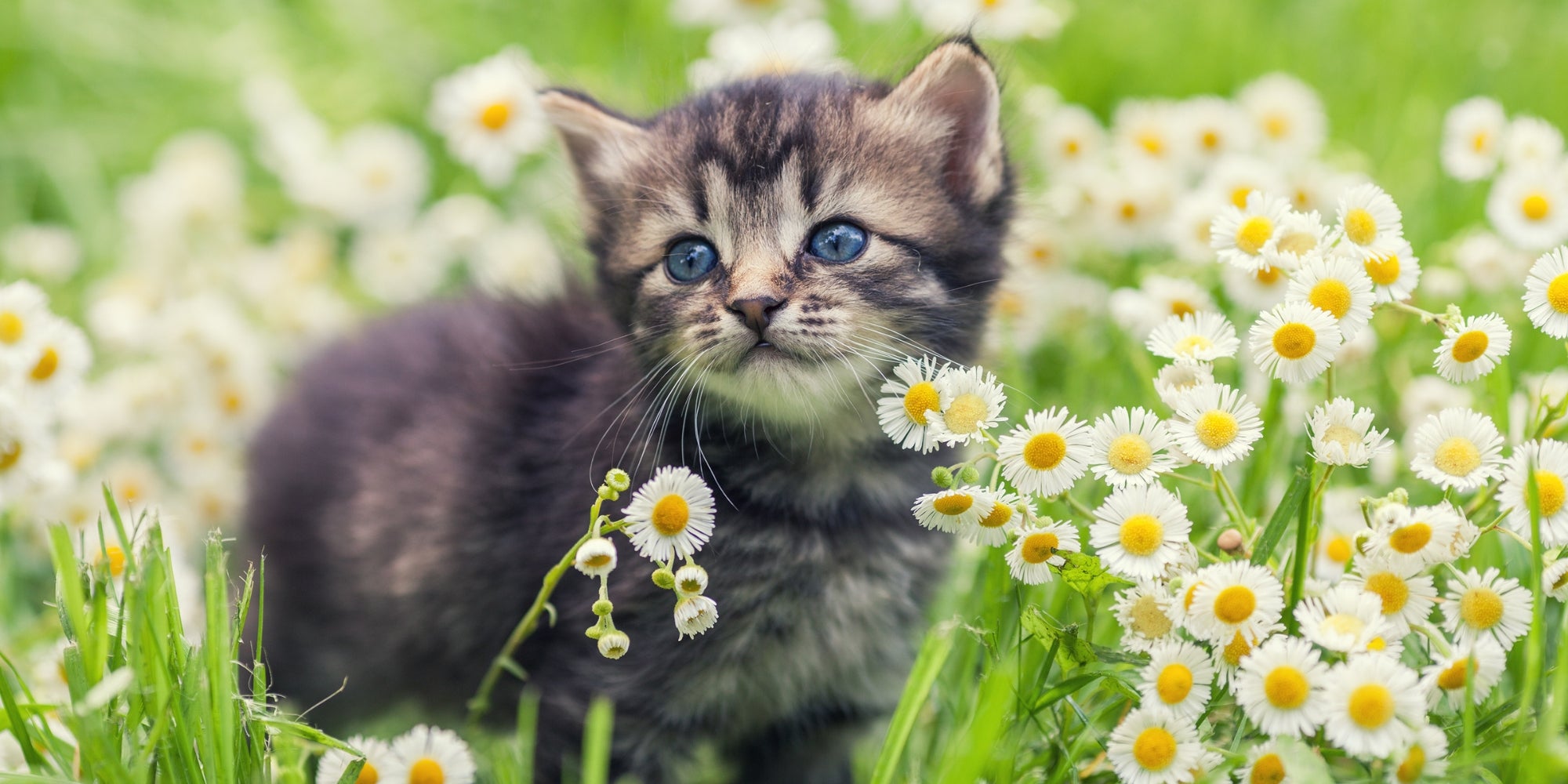 Lindo gatito relajándose entre flores