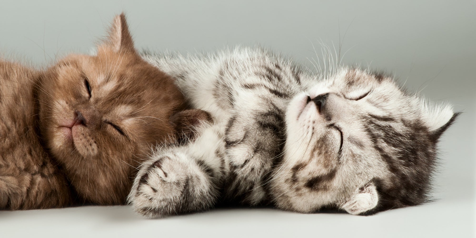 tres gatitos durmiendo