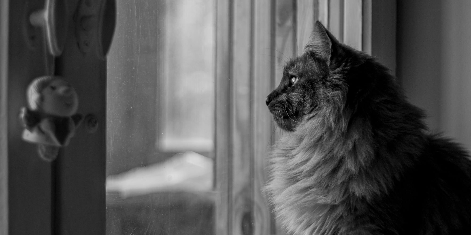 Gato contemplando el exterior