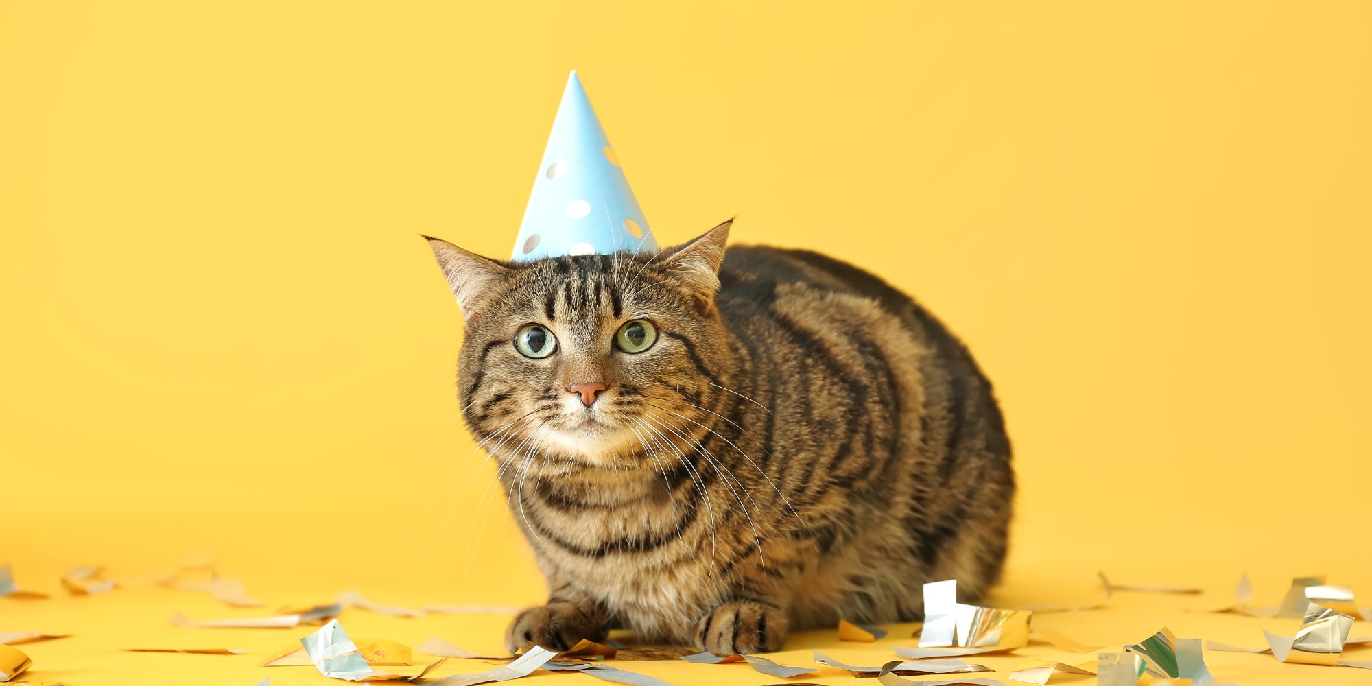 Gato con sombrero de fiesta y confeti sobre fondo amarillo