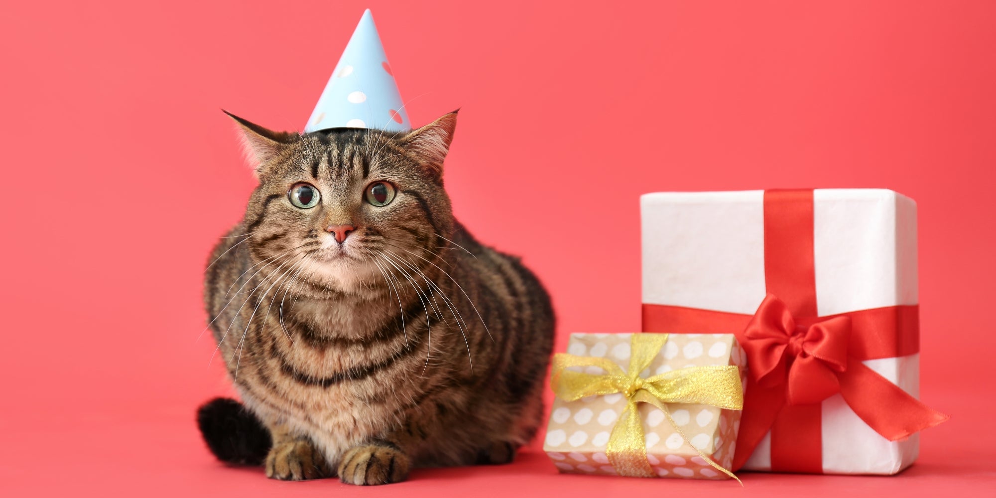 Gato con sombrero de fiesta y regalos de cumpleaños sobre fondo rojo