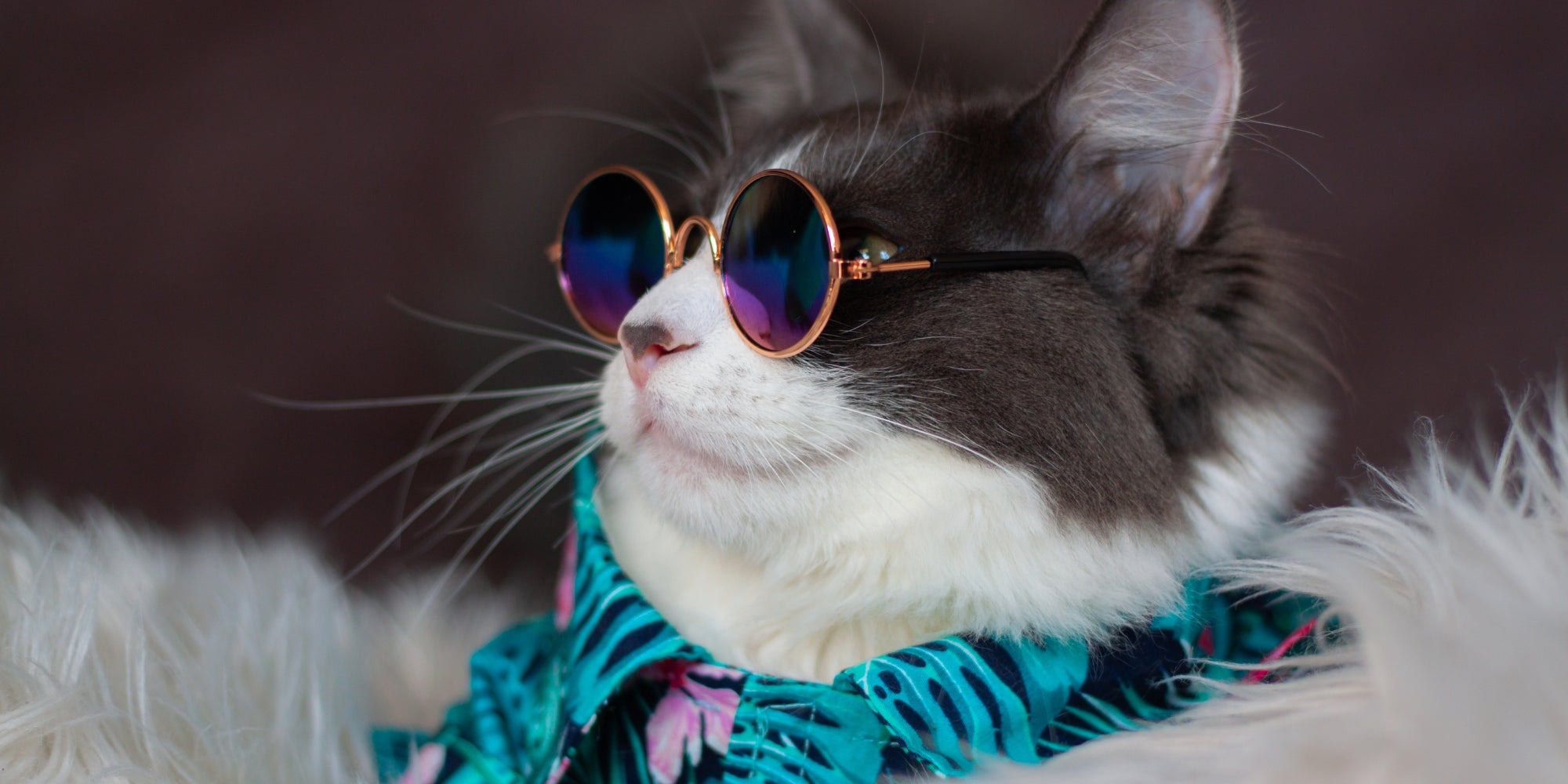 gato con gafas