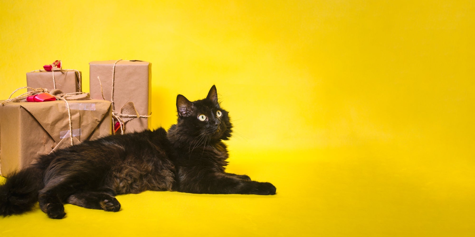 Gato tumbado delante de regalos sobre fondo amarillo