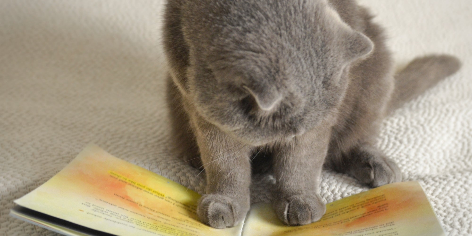 Un gato leyendo un libro