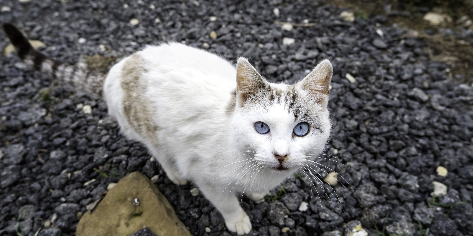 Gato abandonado en la calle