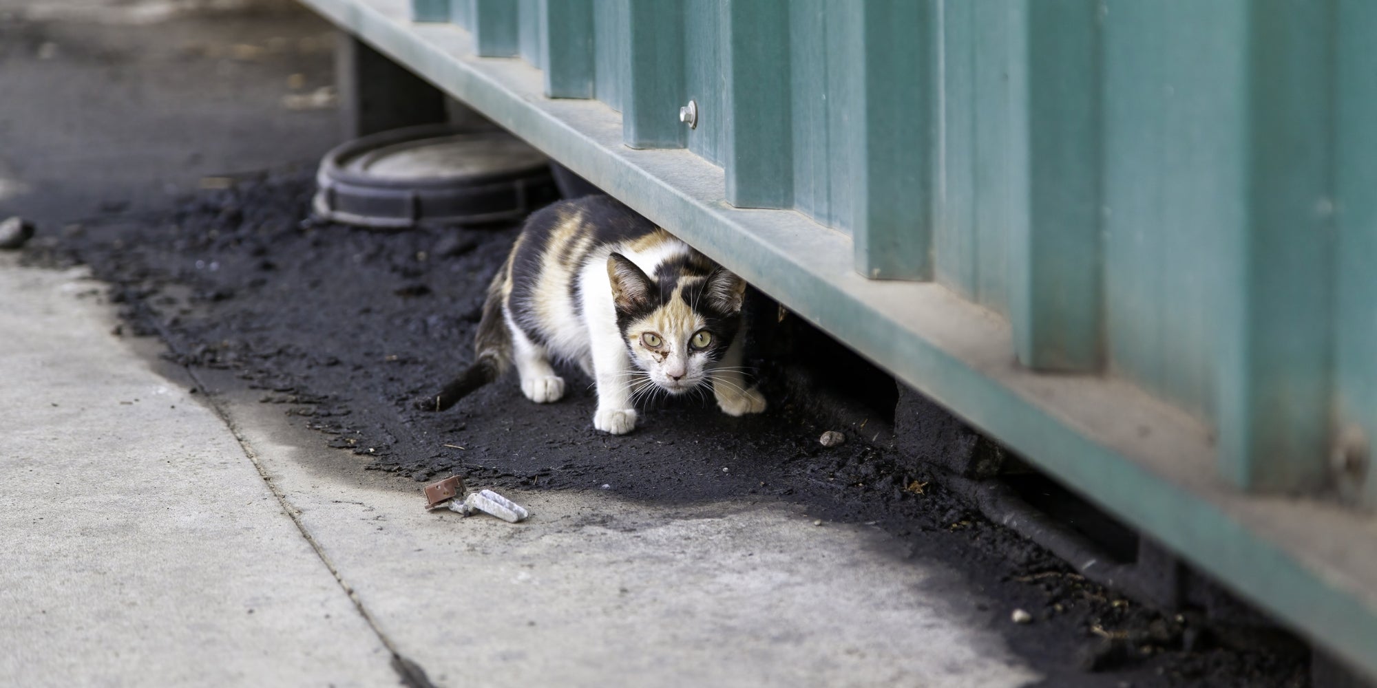 Gatos abandonados en la calle