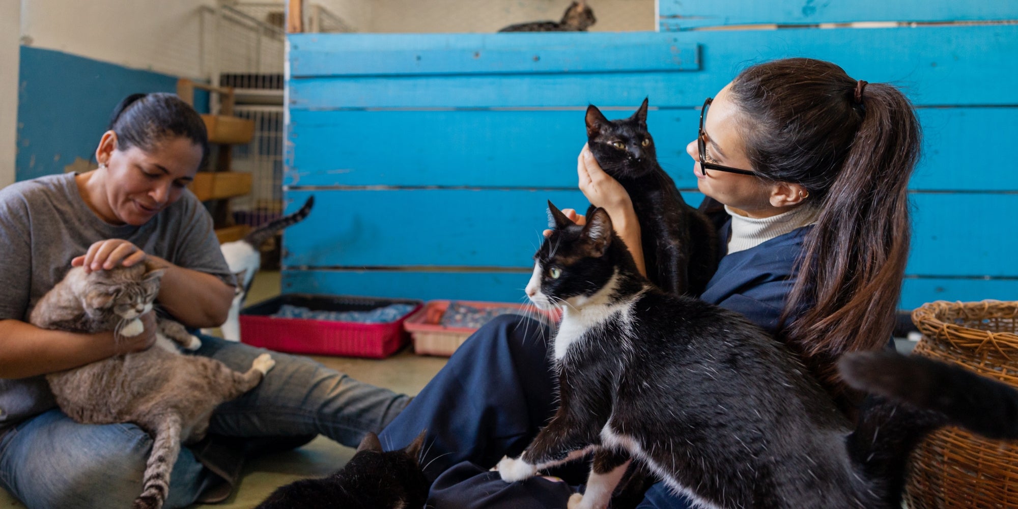 Voluntarios del refugio de animales cuidan de los gatos