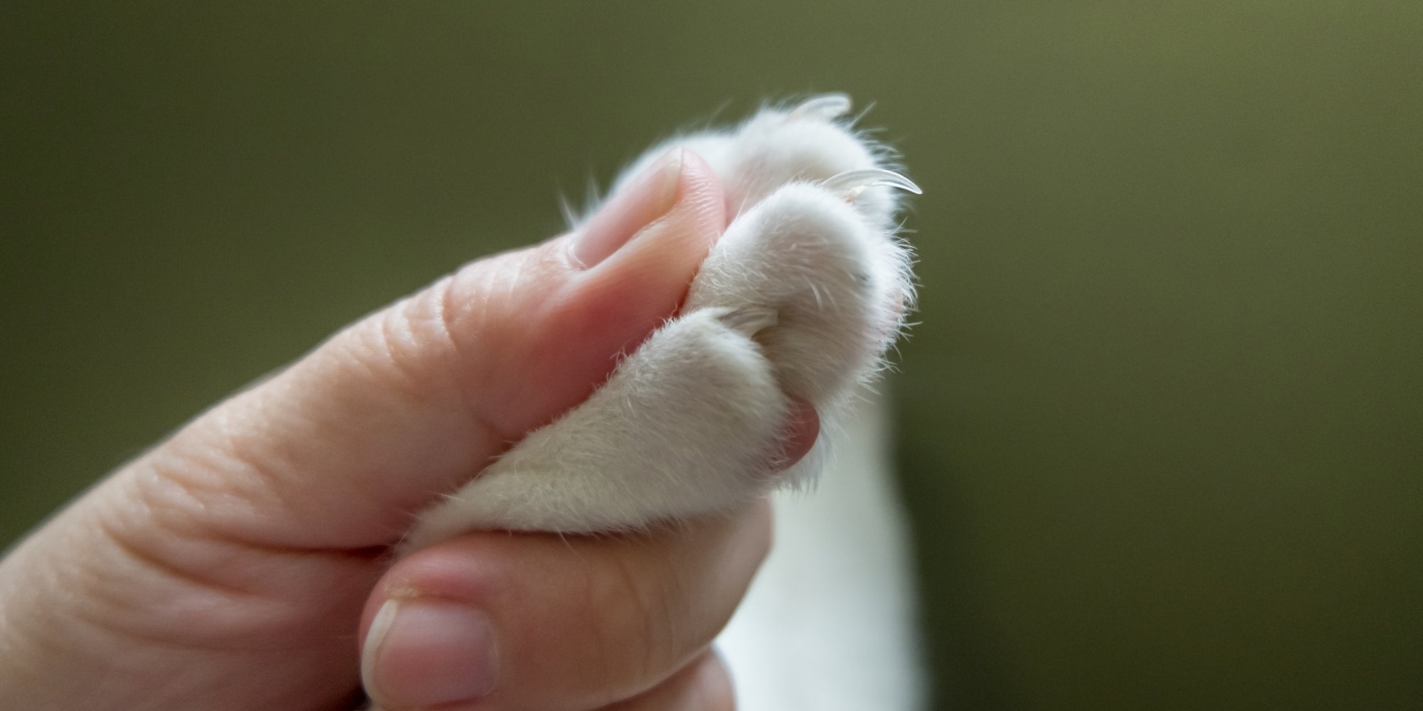 La mano humana coge la pata del gato antes de cortarle la uña.