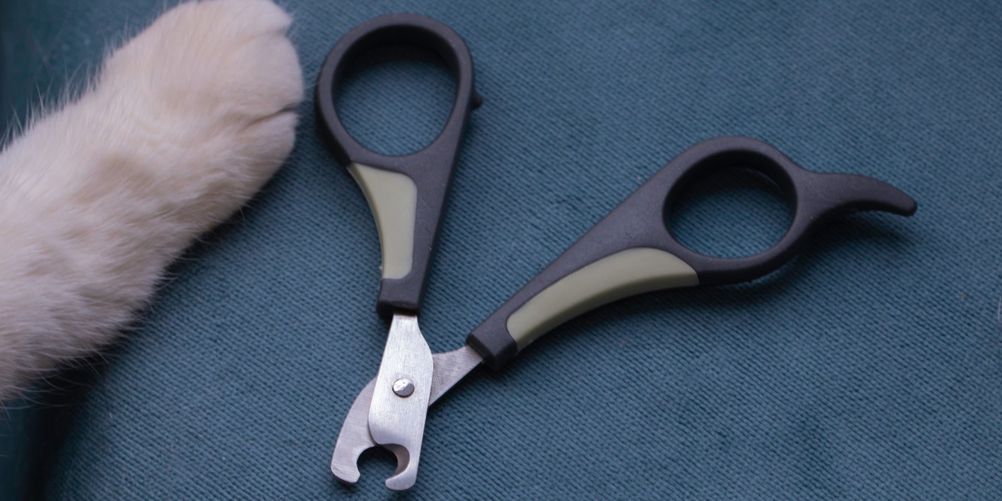 patas de gato y cortaúñas para cortar las uñas