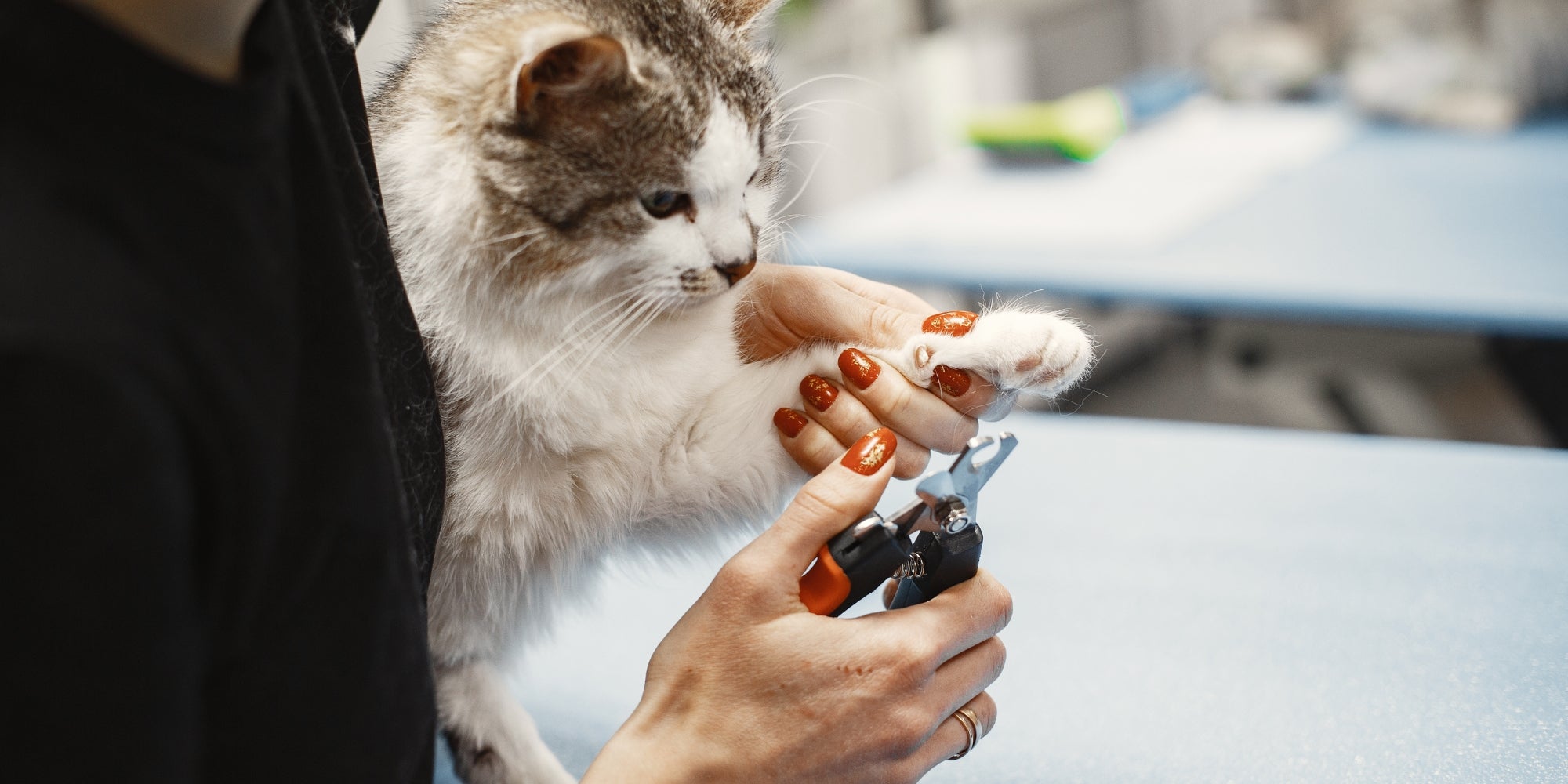 Cortar las uñas del gato