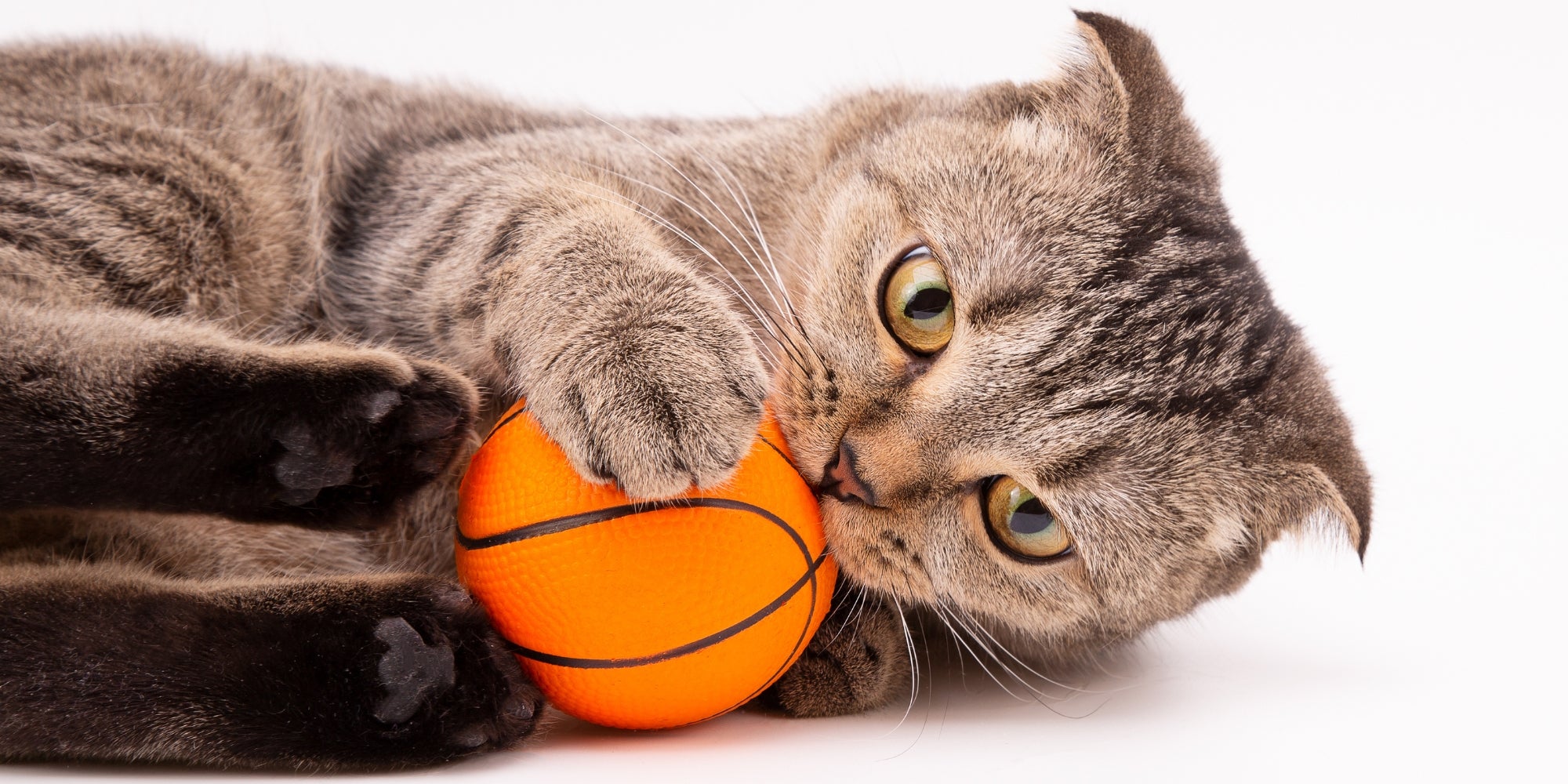 Gato gris juega con una pelota sobre fondo blanco