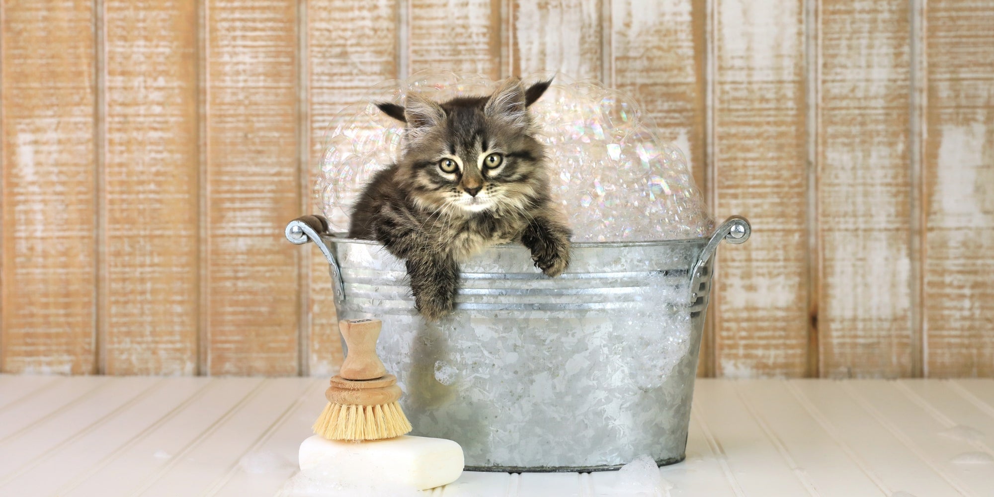 Gatito en un cubo de baño con burbujas