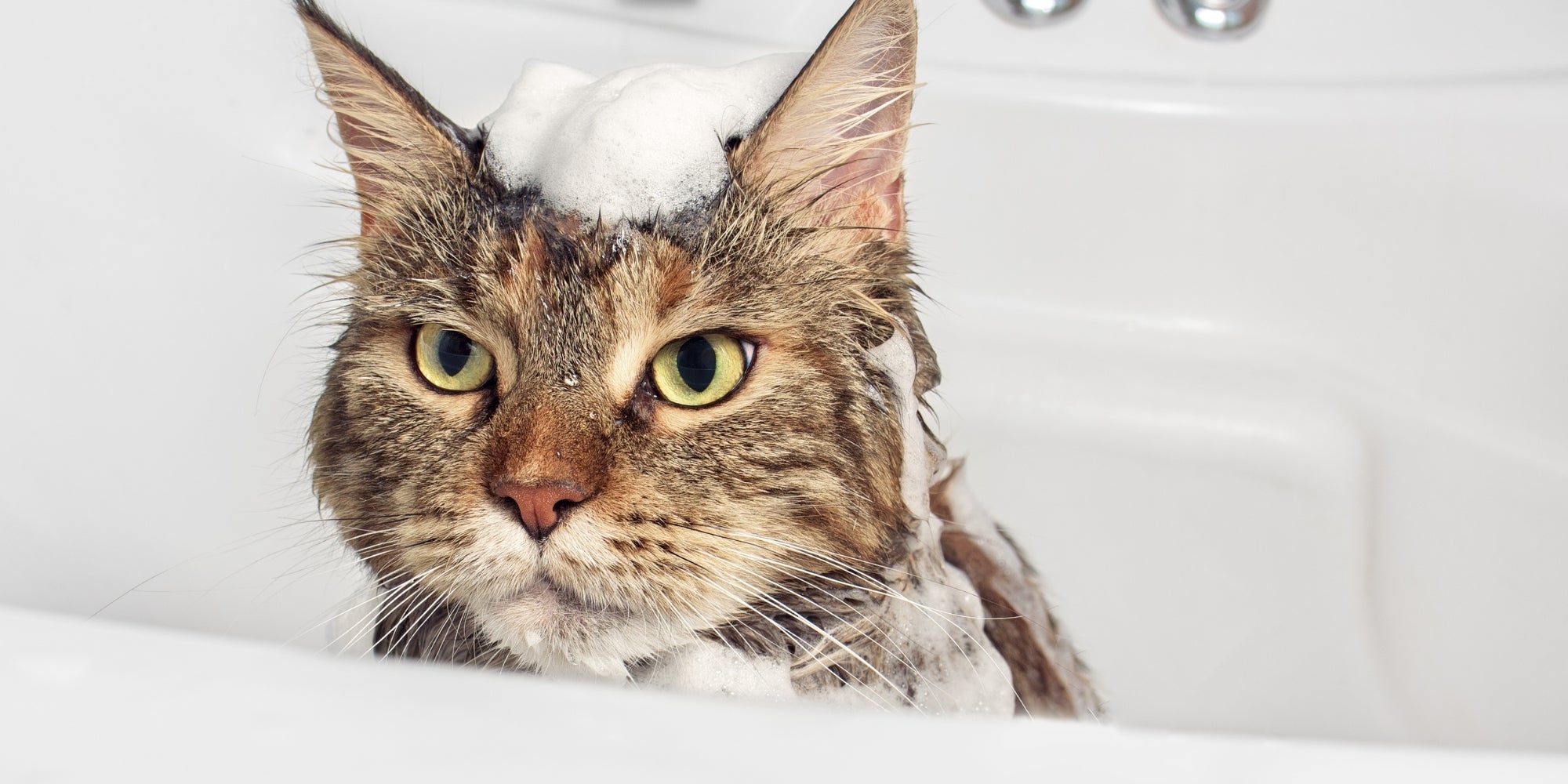 Gato mojado en el baño