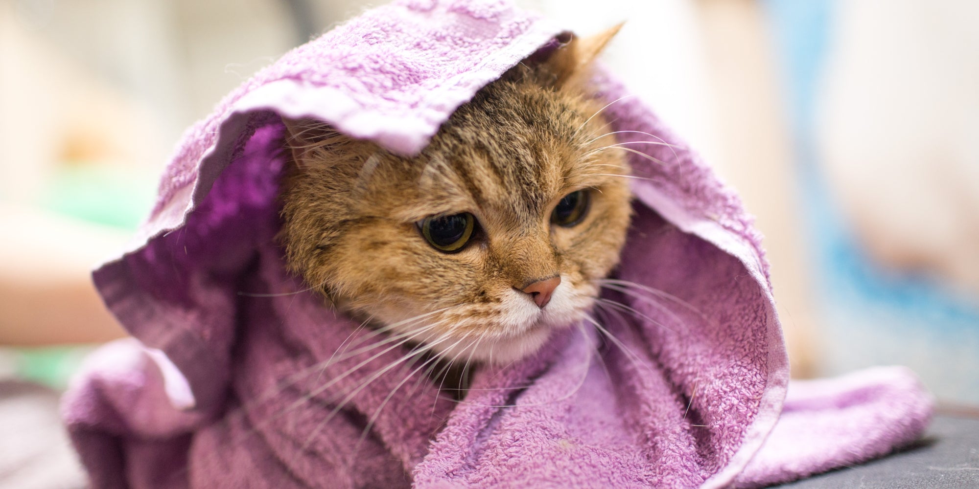 Gato en una toalla después del baño