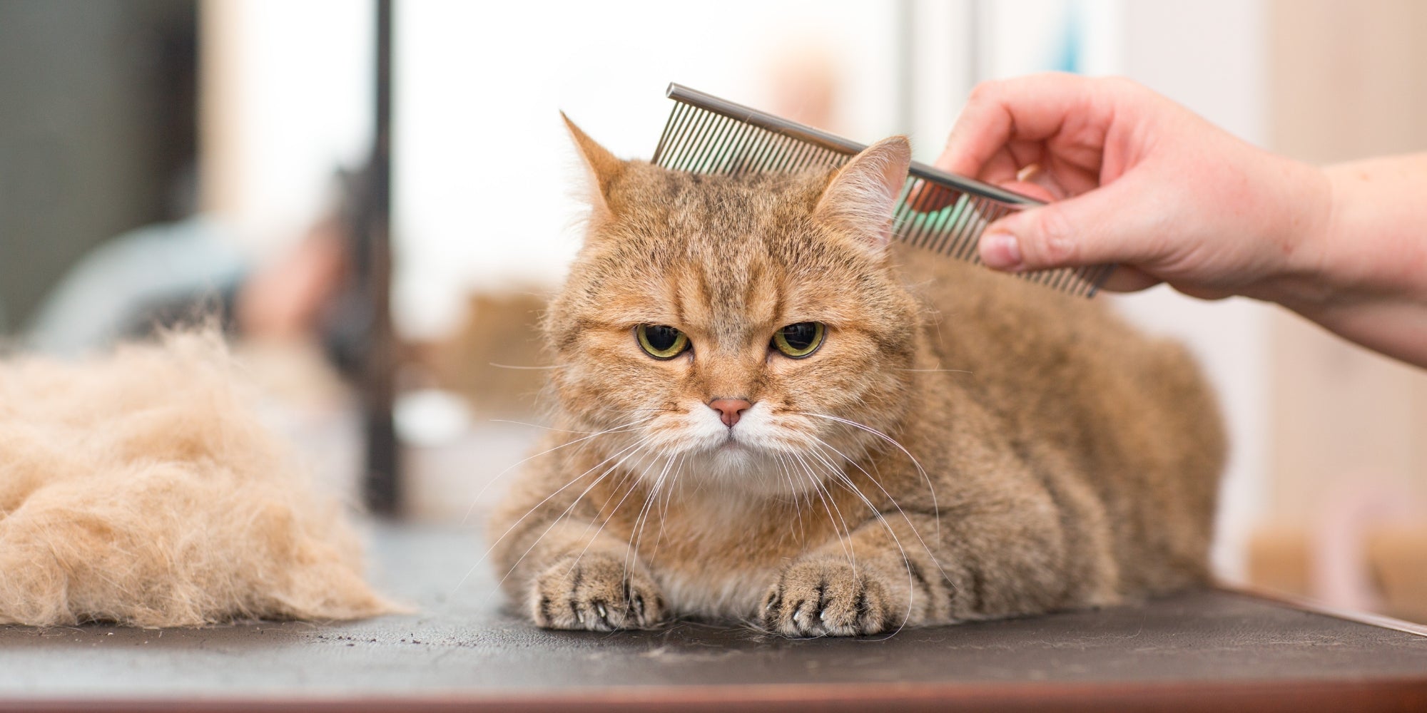 Peluquería canina y felina en salón de belleza