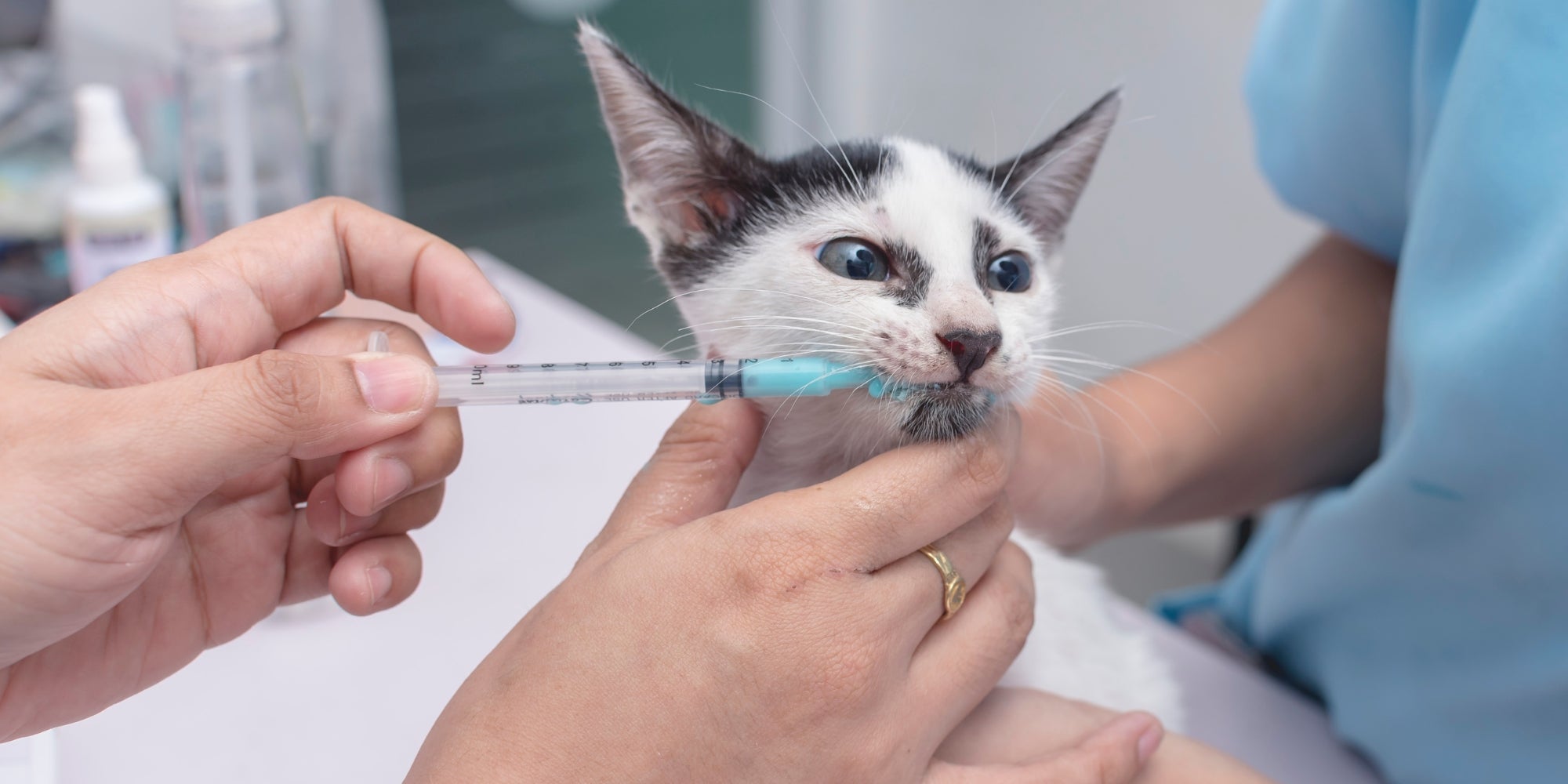 Un veterinario utiliza una jeringa oral para administrar desparasitante líquido a un gatito. Servicio de desparasitación en una clínica veterinaria.