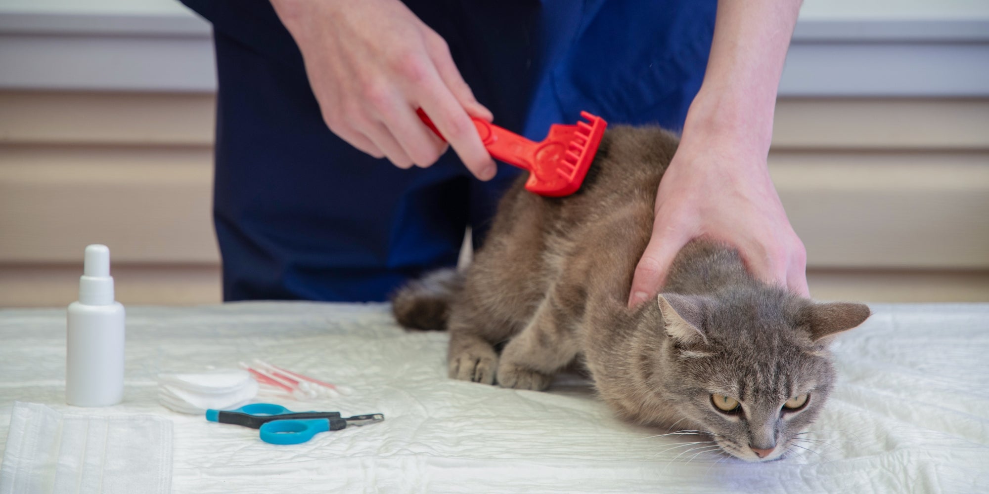 Un veterinario peina a su gato para eliminar pulgas y garrapatas
