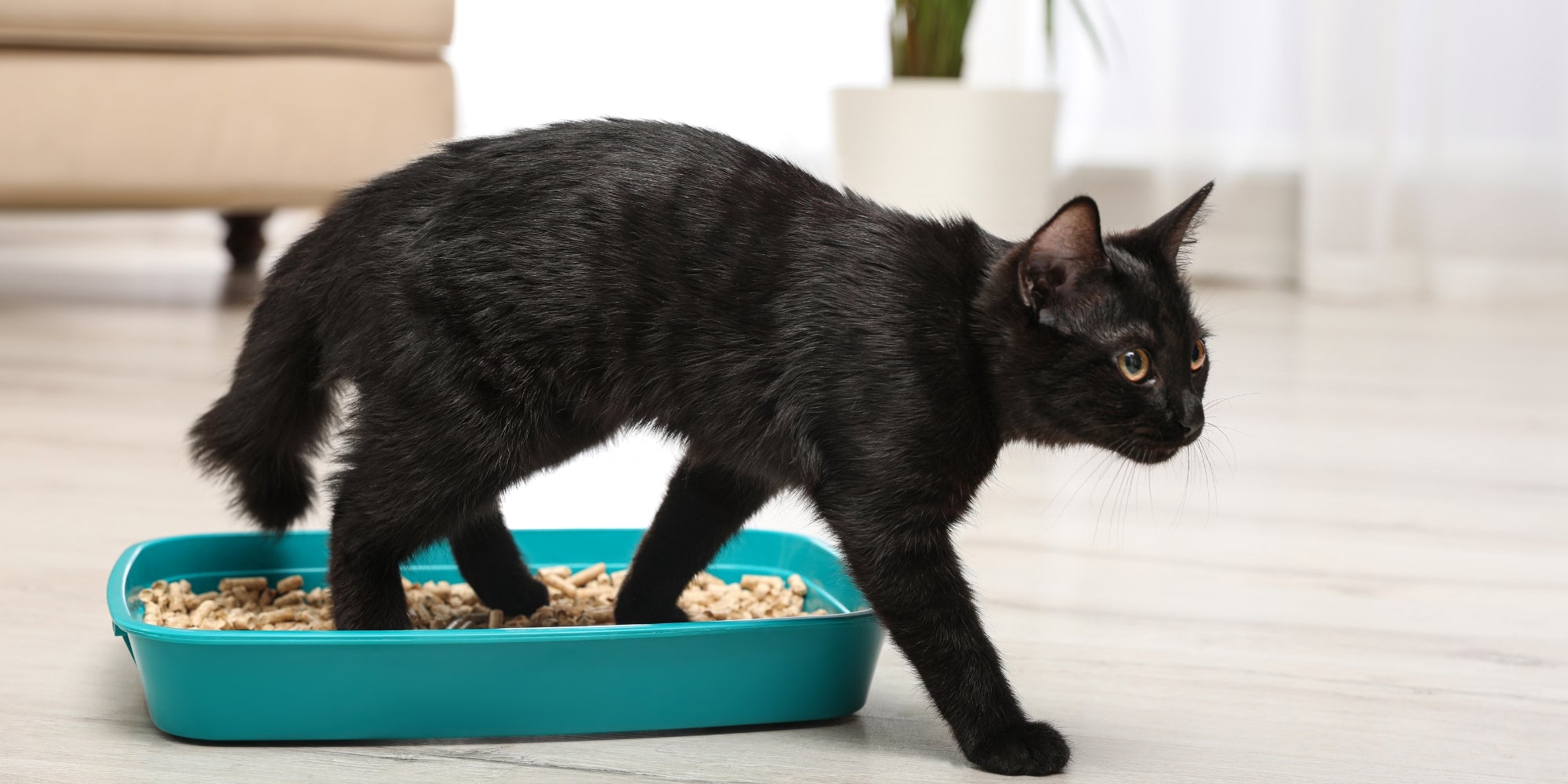 Lindo gato negro en la caja de arena en casa
