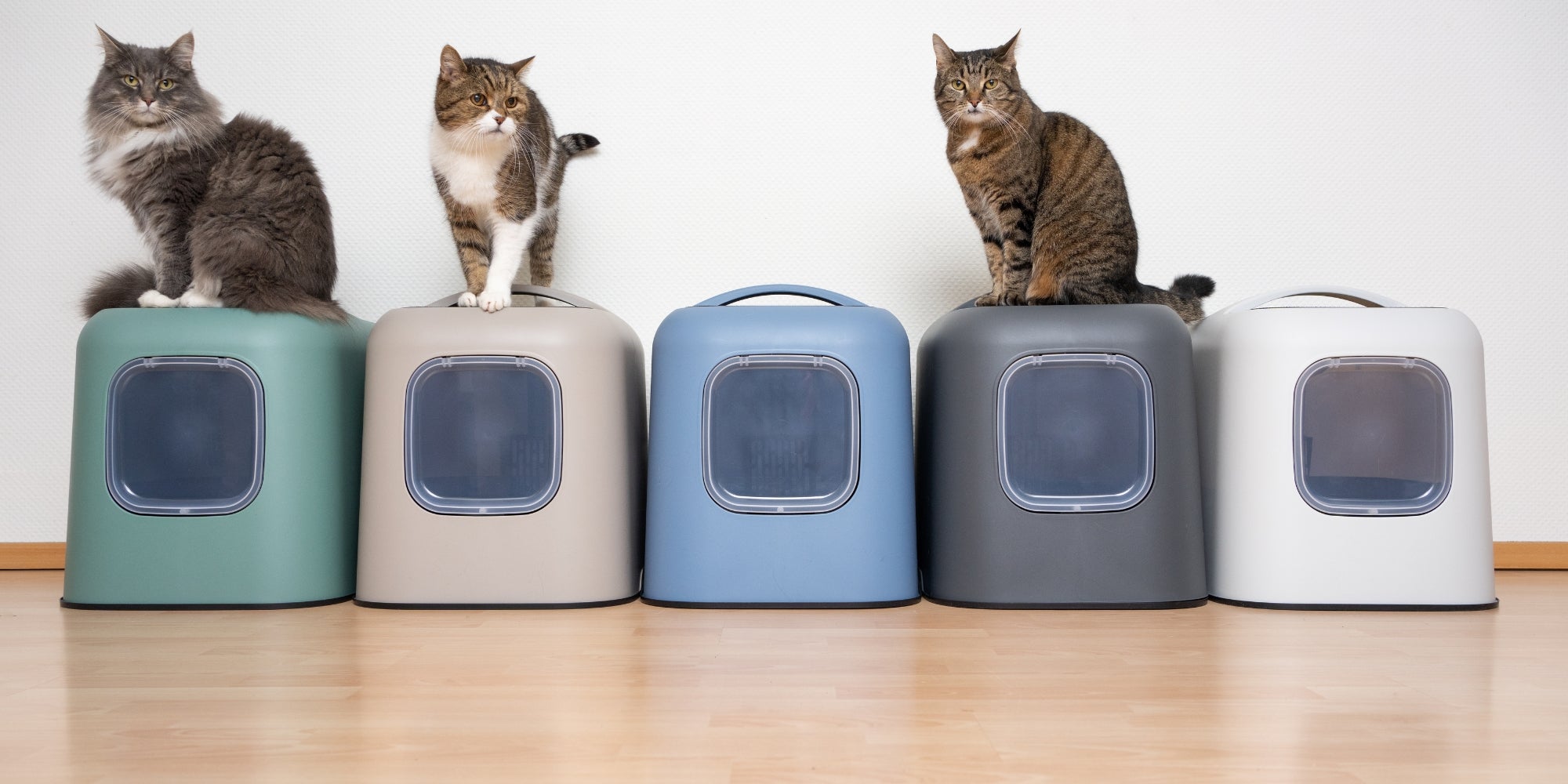 gatos sentados en cajas de arena con capucha