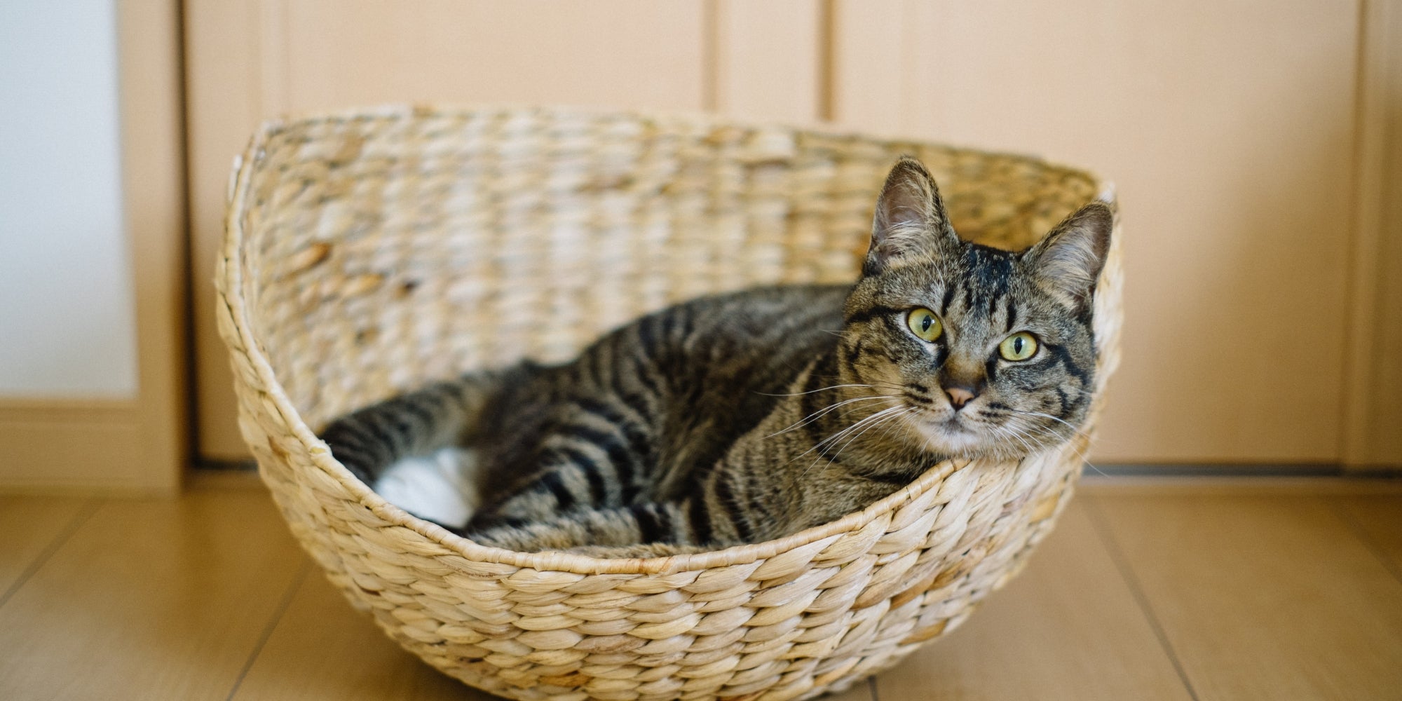 Gato atigrado descansando en una cama de mimbre para gatos