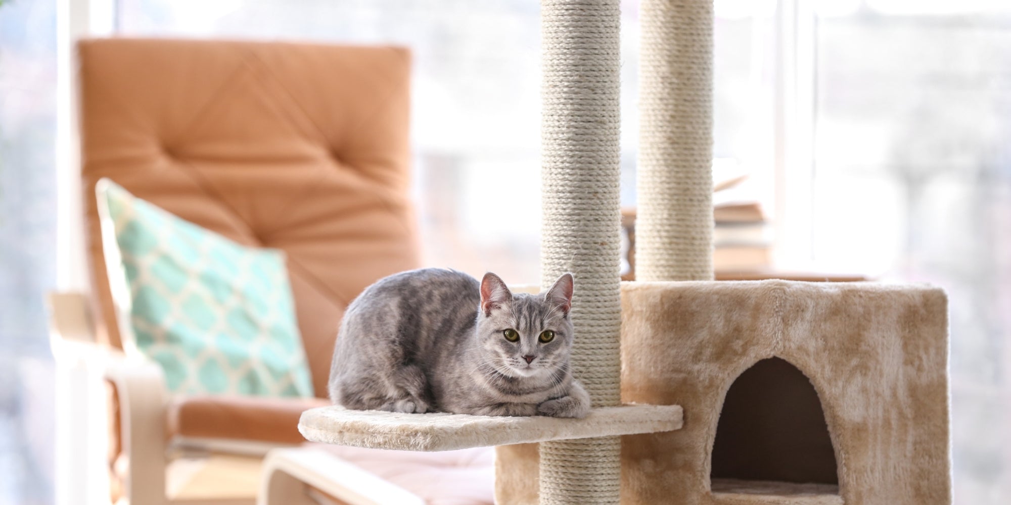 Gato y árbol en la habitación