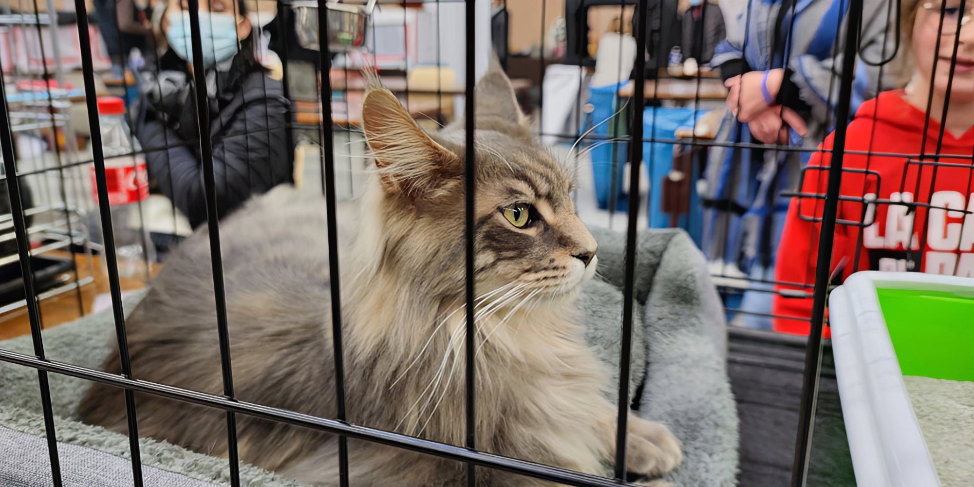 exposicion de gatos