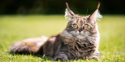 gato maine coon