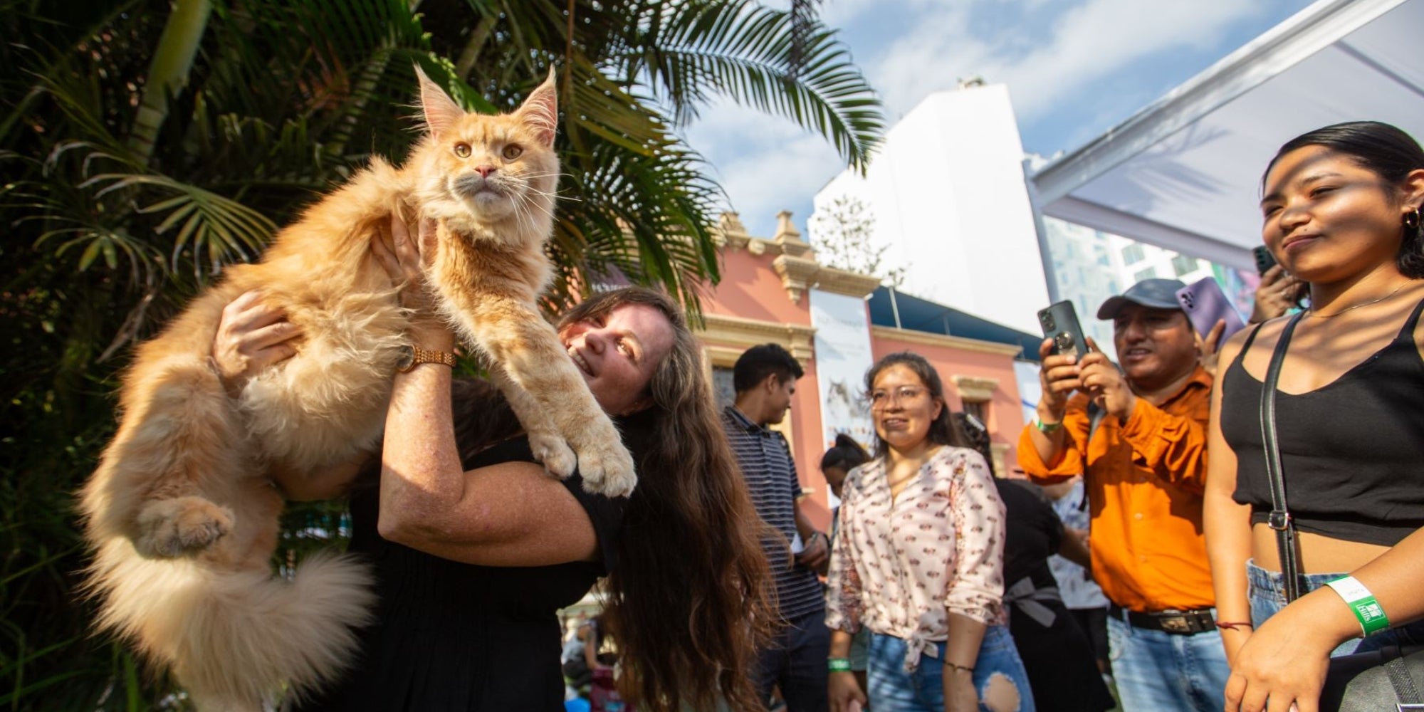 concurso de gatos