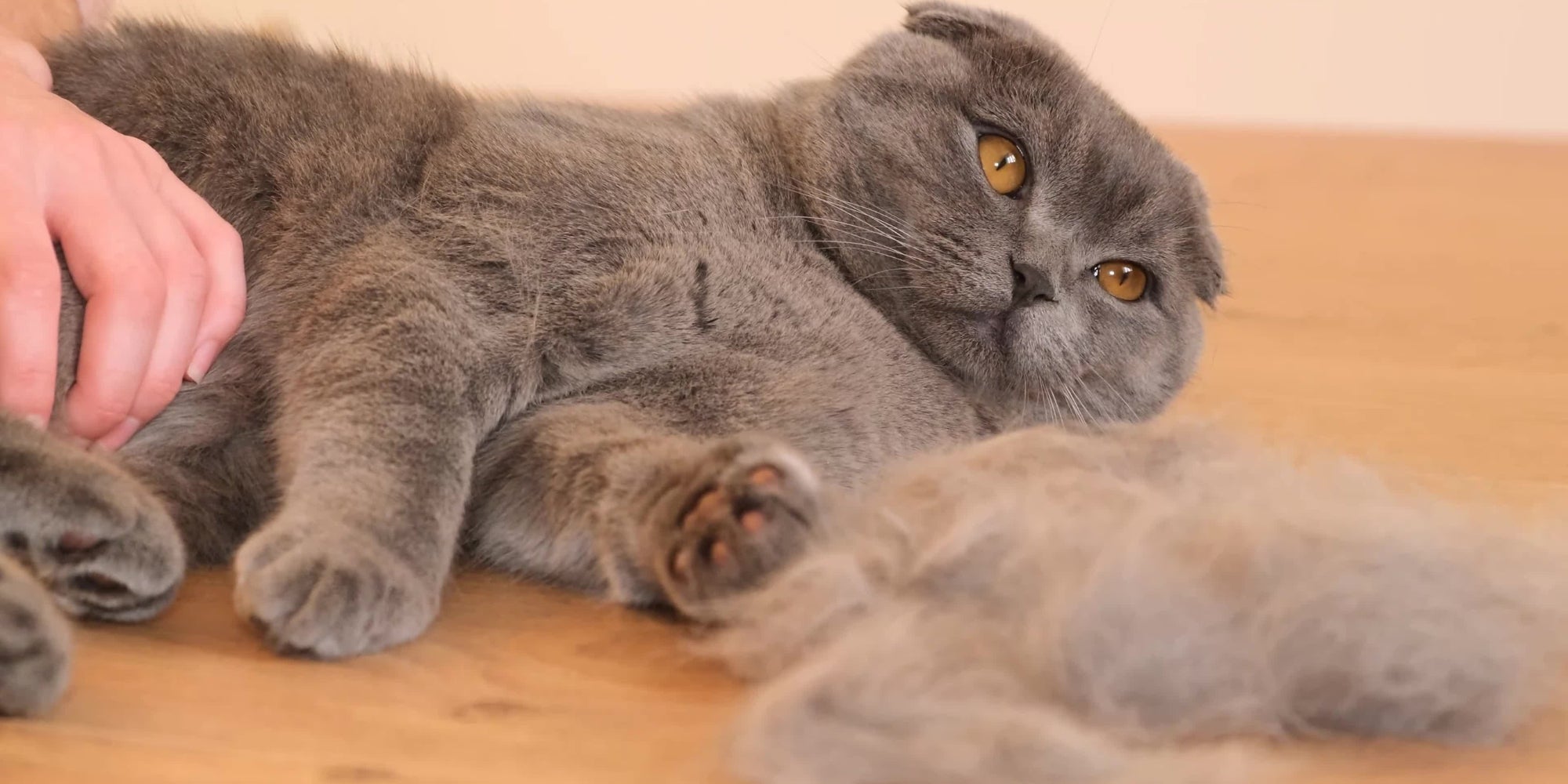 Peinar el pelo de un gato atigrado escocés. Un gato gris suelta pelo. Cuidado del pelo del gato