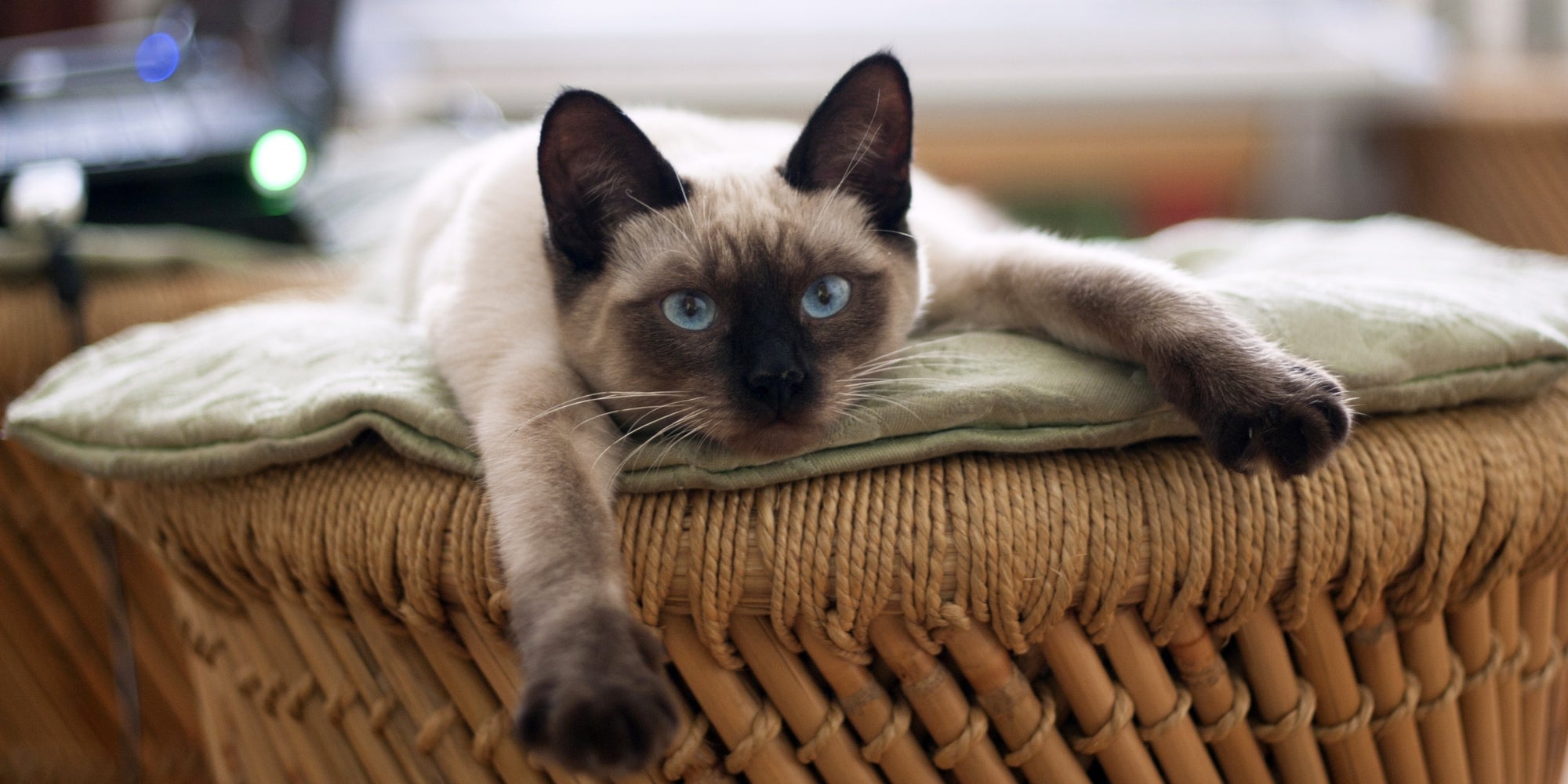 Gato descansando en casa