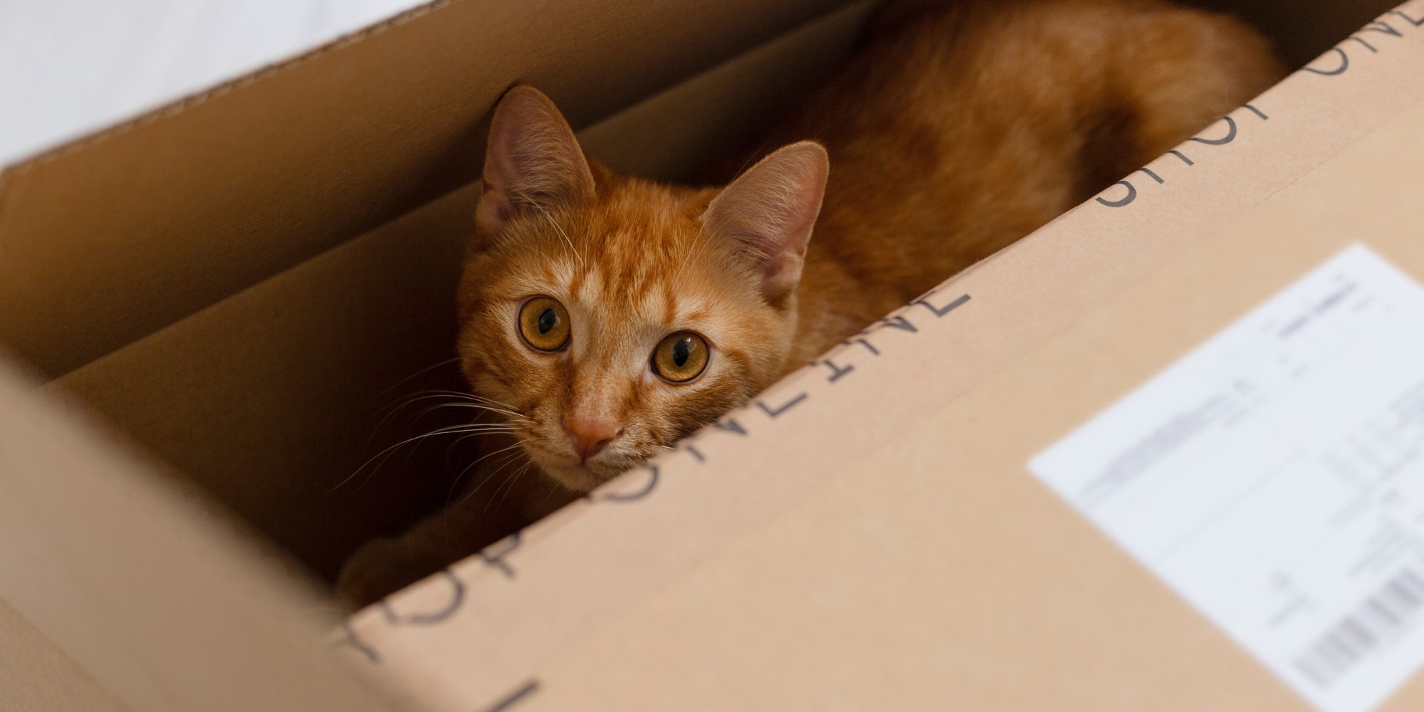 Gato en caja. Concepto de entrega y mudanza.