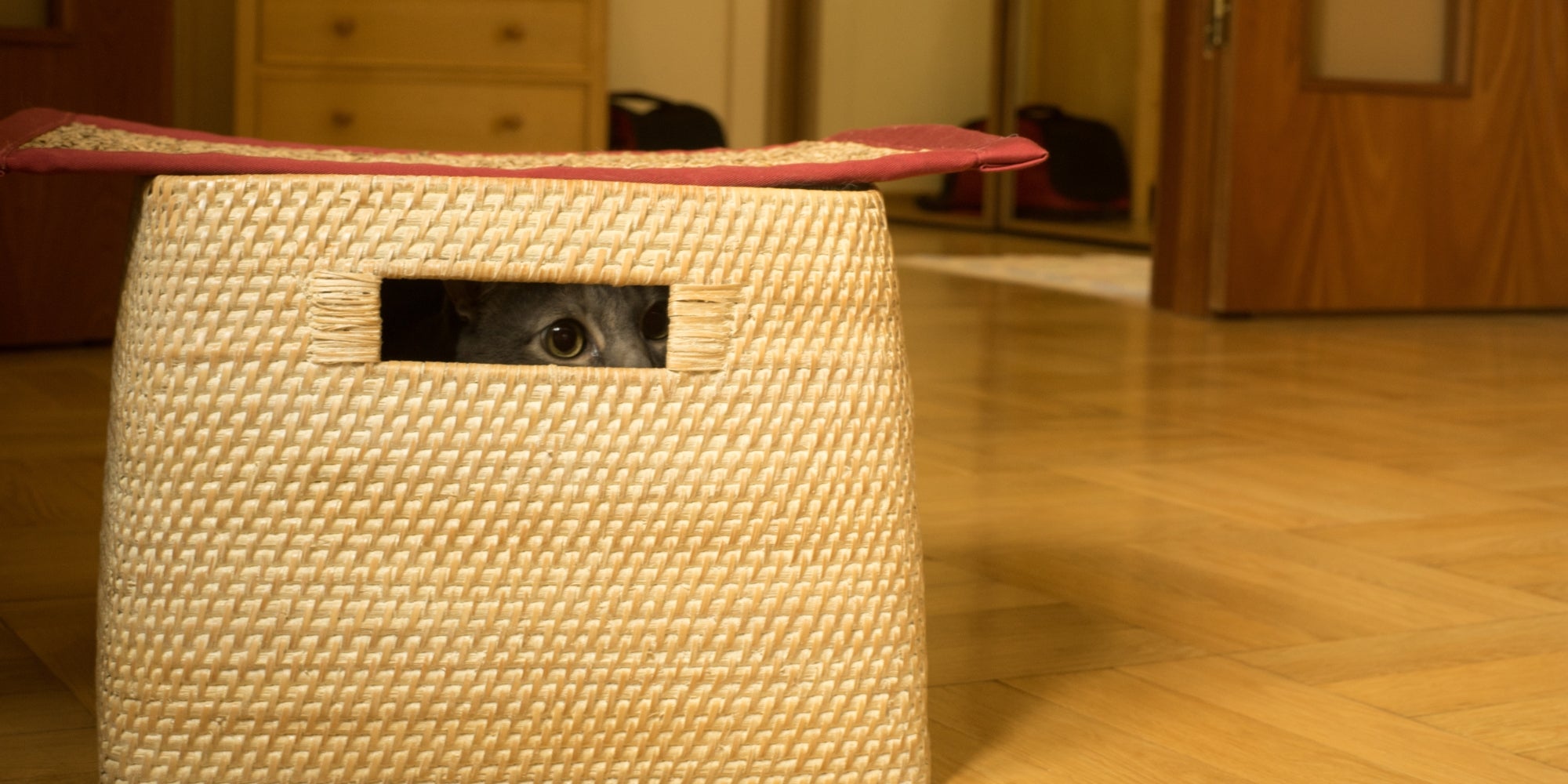 El gato se esconde mientras juega al escondite